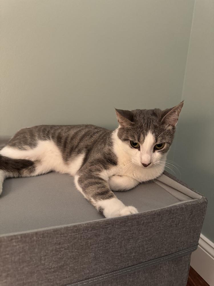 Enlarge Danny, a Adoptable Domestic Short Hair in Skippack, PA image 1/6