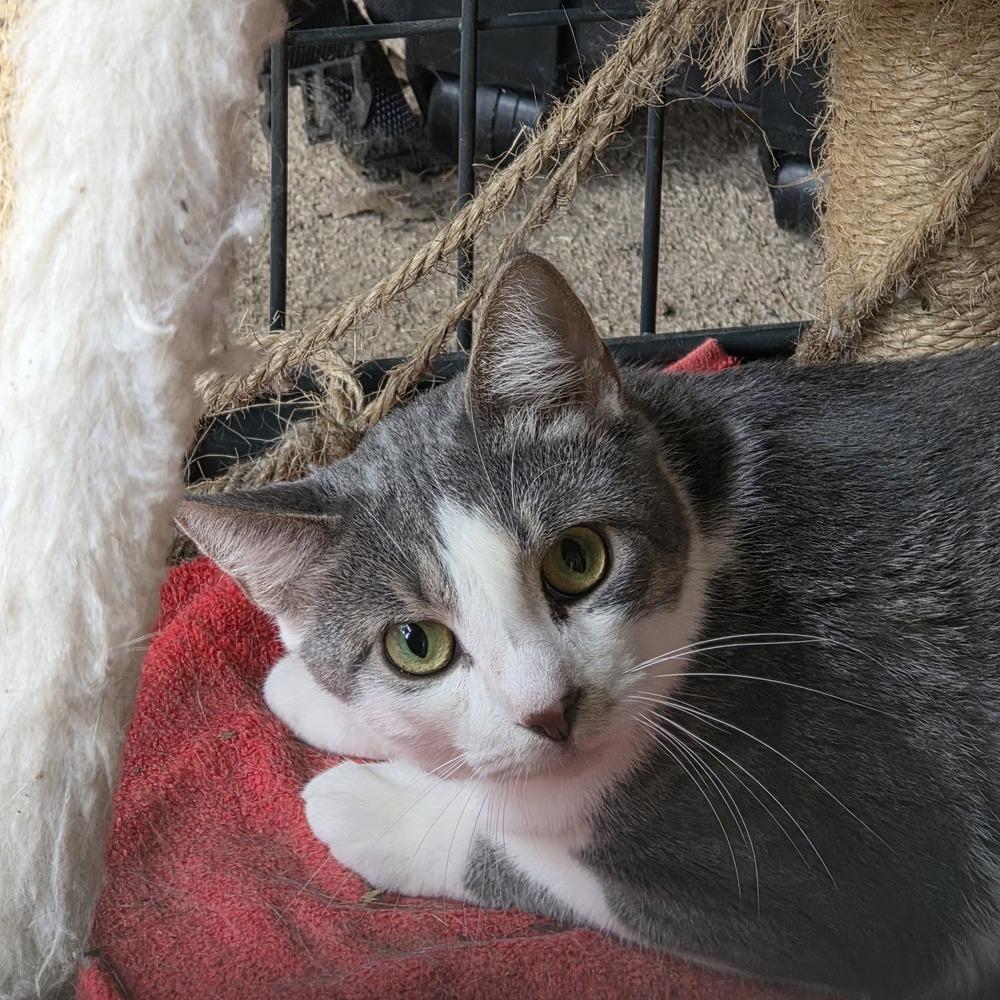 Enlarge Danny, a Adoptable Domestic Short Hair in Skippack, PA image 2/6