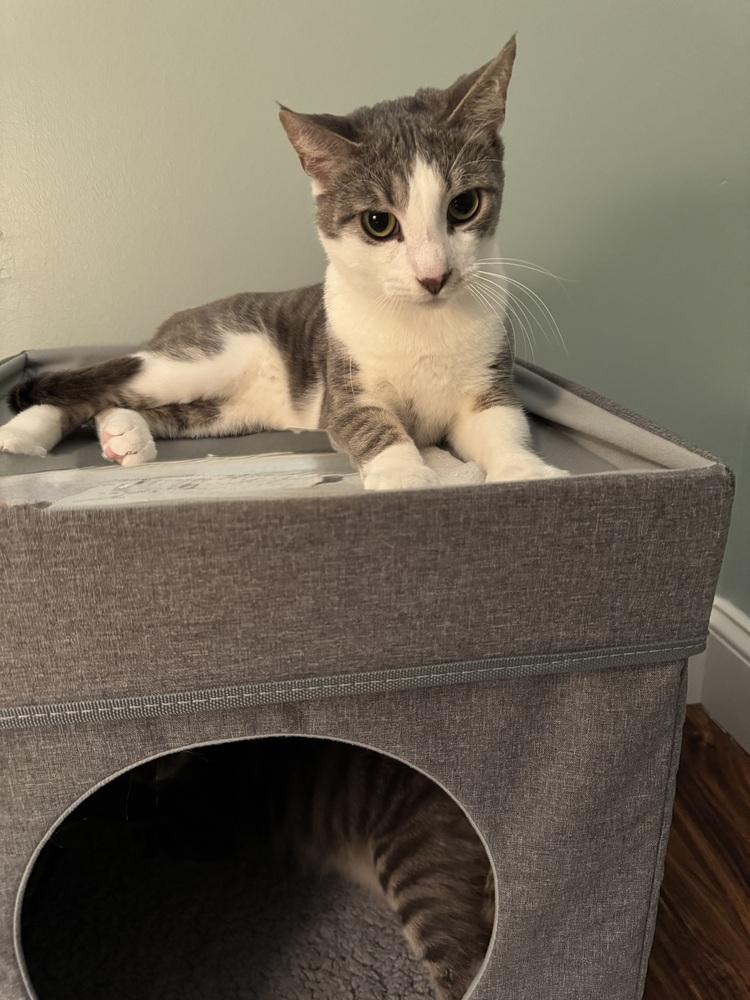 Enlarge Danny, a Adoptable Domestic Short Hair in Skippack, PA image 3/6