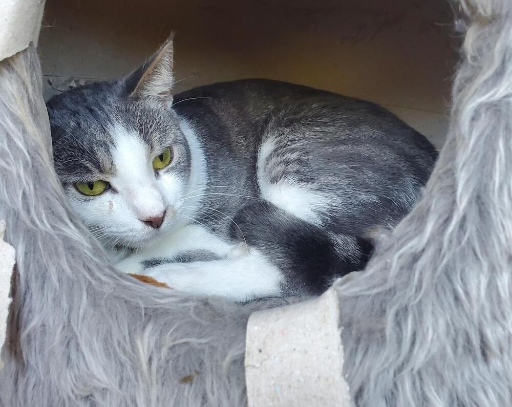 Enlarge Danny, a Adoptable Domestic Short Hair in Skippack, PA image 4/6