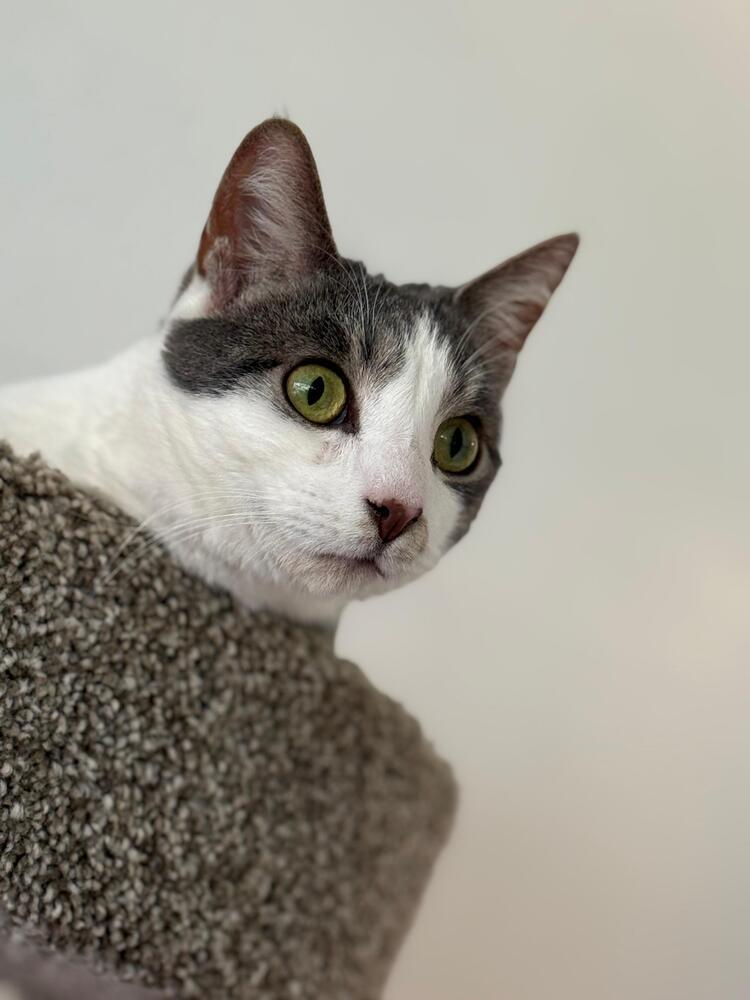 Enlarge Danny, a Adoptable Domestic Short Hair in Skippack, PA image 4/6