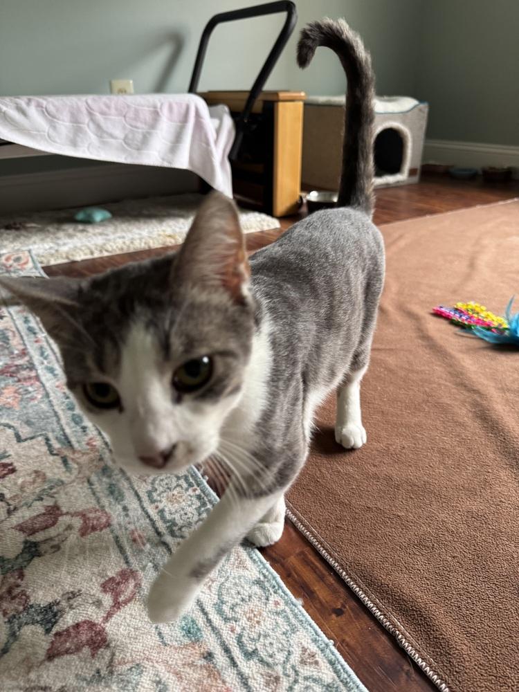 Enlarge Danny, a Adoptable Domestic Short Hair in Skippack, PA image 5/6