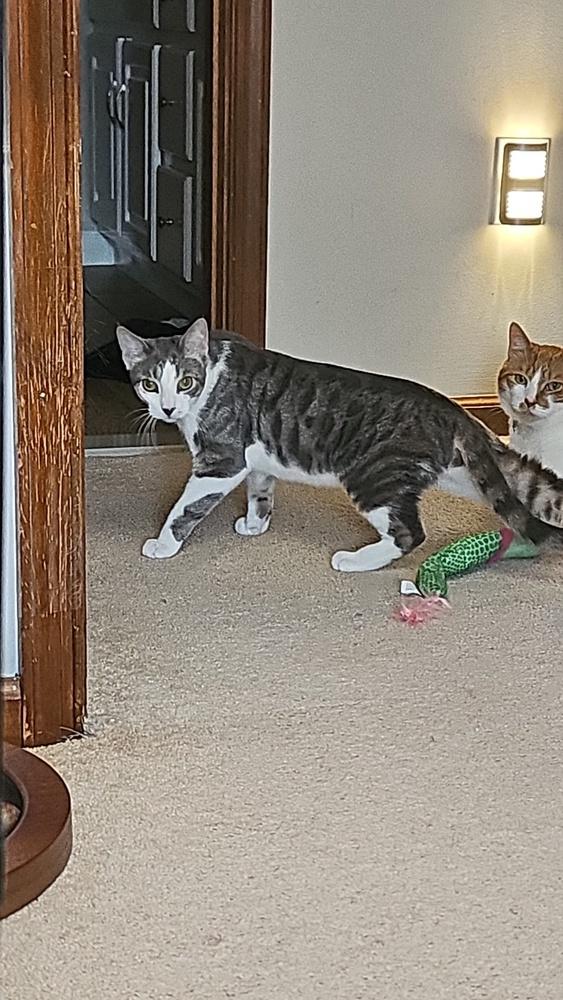 Enlarge Danny, a Adoptable Domestic Short Hair in Skippack, PA image 6/6