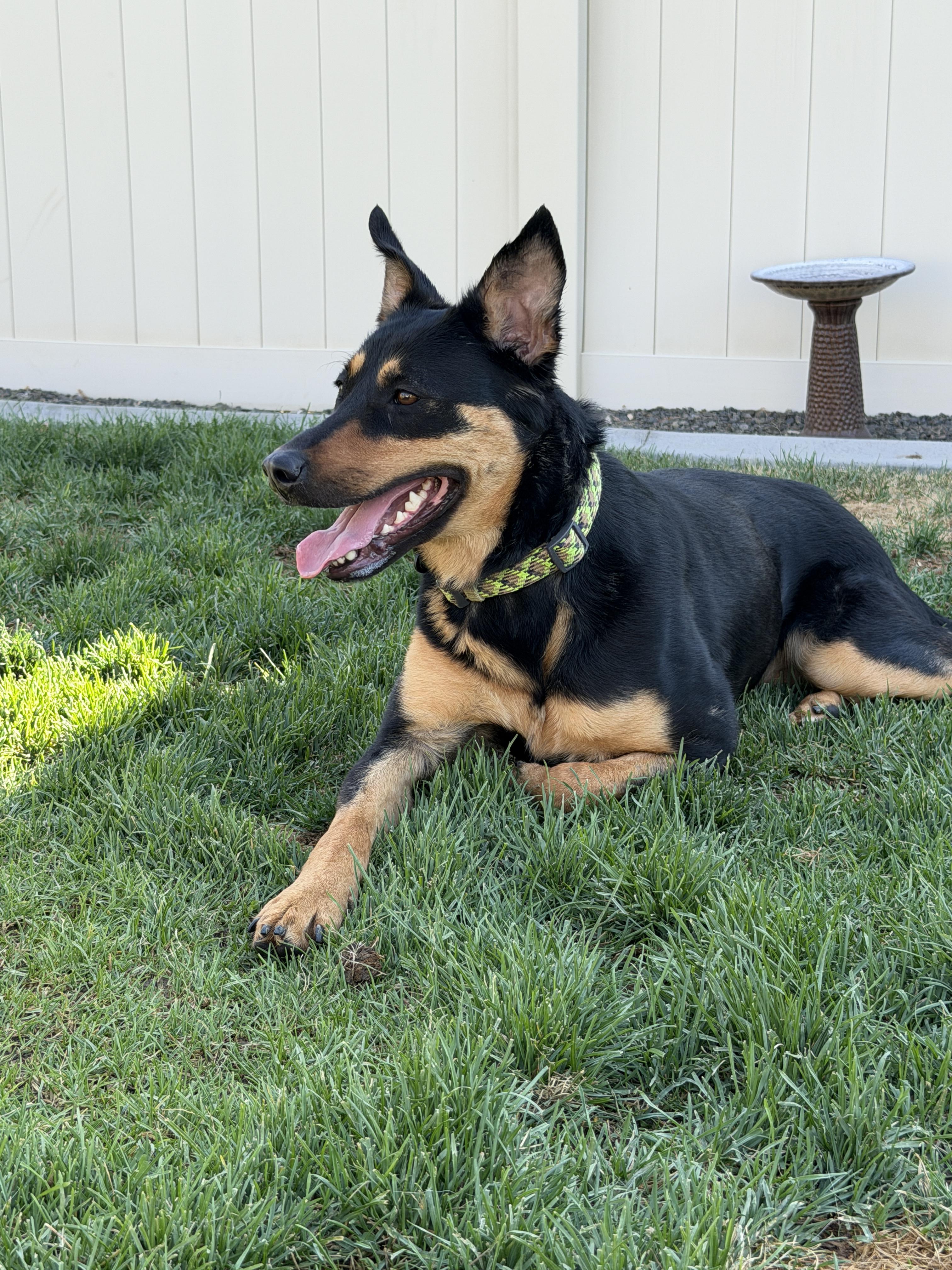 Roxy, a Adoptable mixed breed in Twin Falls, ID image 1/5