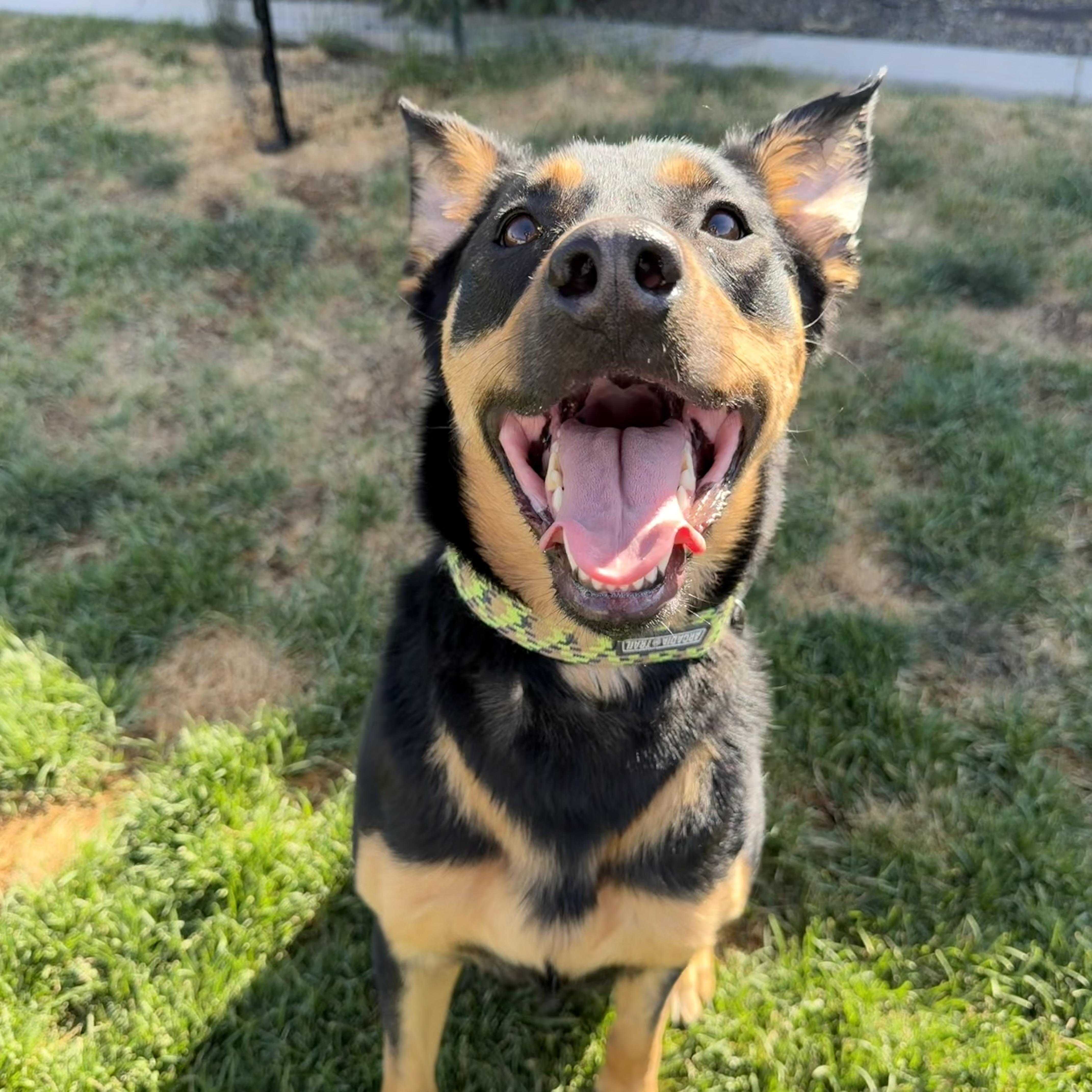 Roxy, a Adoptable mixed breed in Twin Falls, ID image 2/5