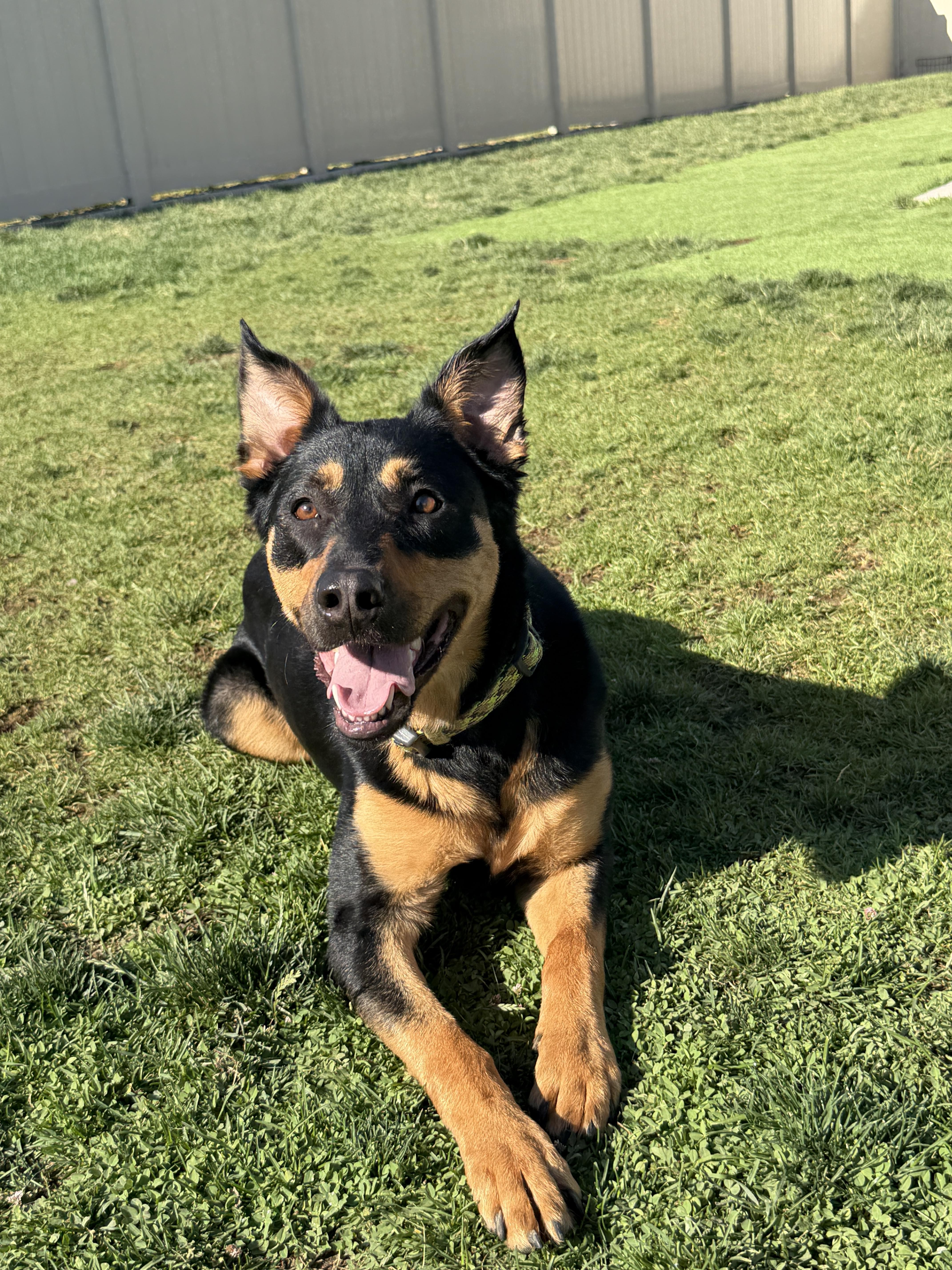 Roxy, a Adoptable mixed breed in Twin Falls, ID image 3/5