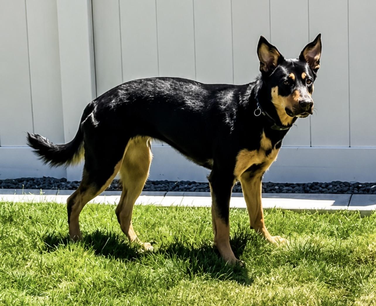 Roxy, a Adoptable mixed breed in Twin Falls, ID image 4/5