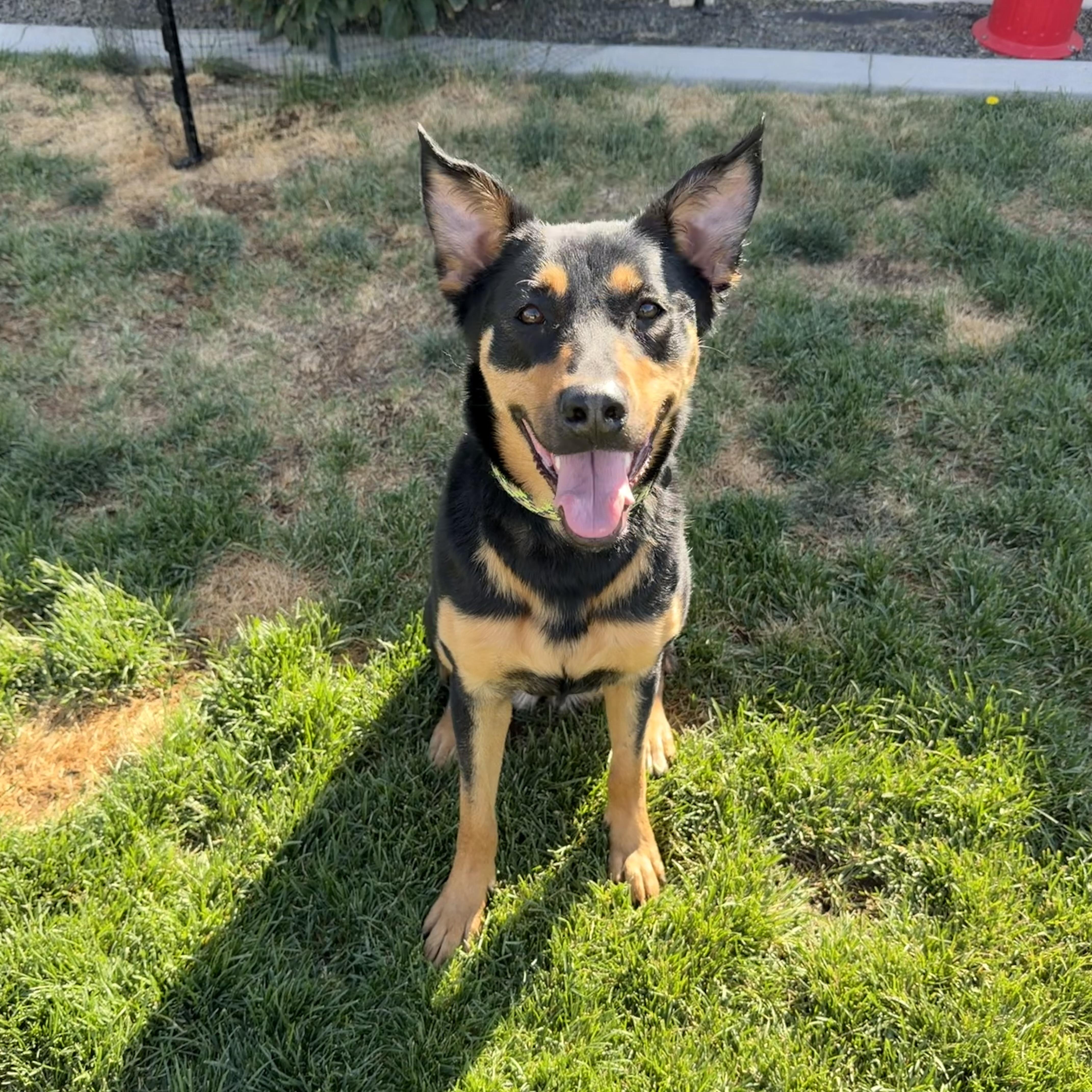 Roxy, a Adoptable mixed breed in Twin Falls, ID image 5/5