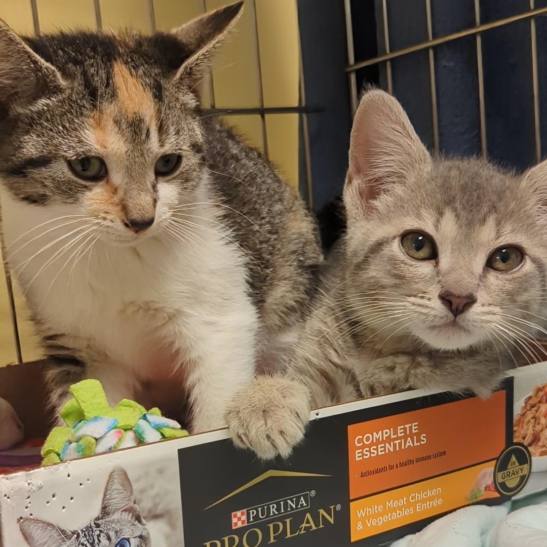 Roo  Bonded With thumbnail 2