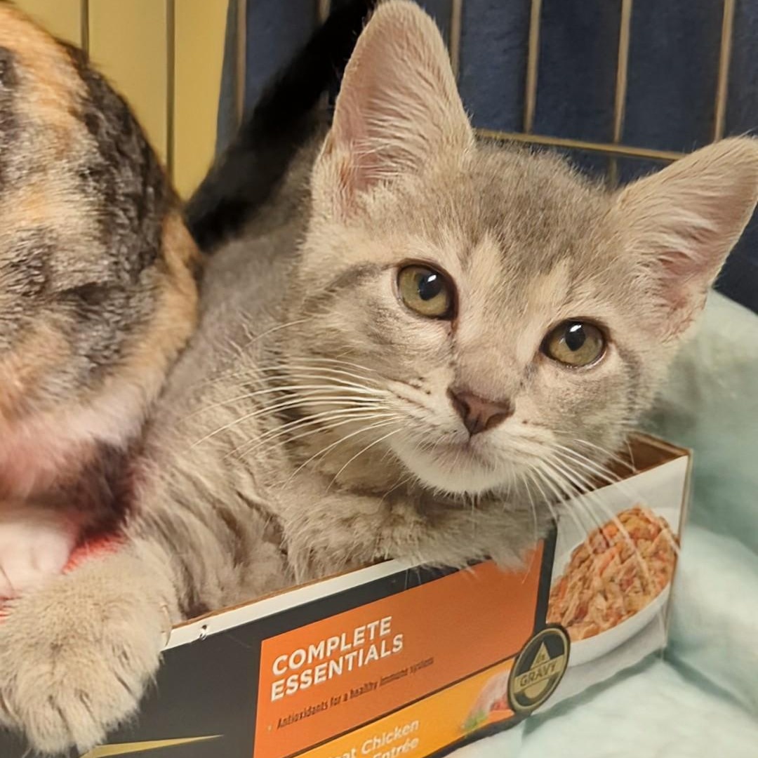 Roo  Bonded With thumbnail 3