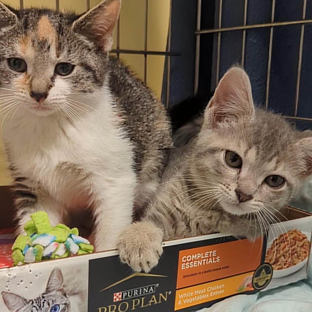 Roo  Bonded With thumbnail 4