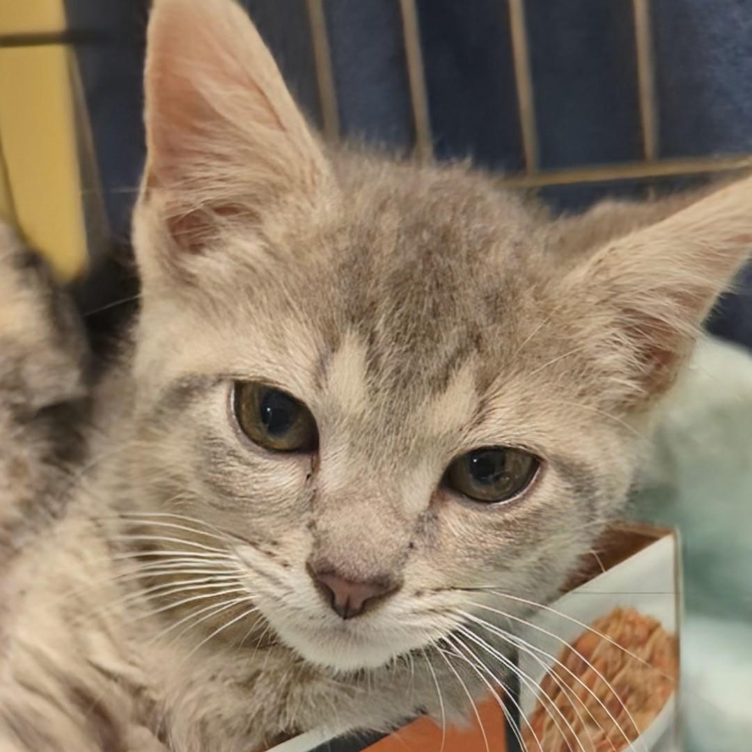 Roo  Bonded With thumbnail 5