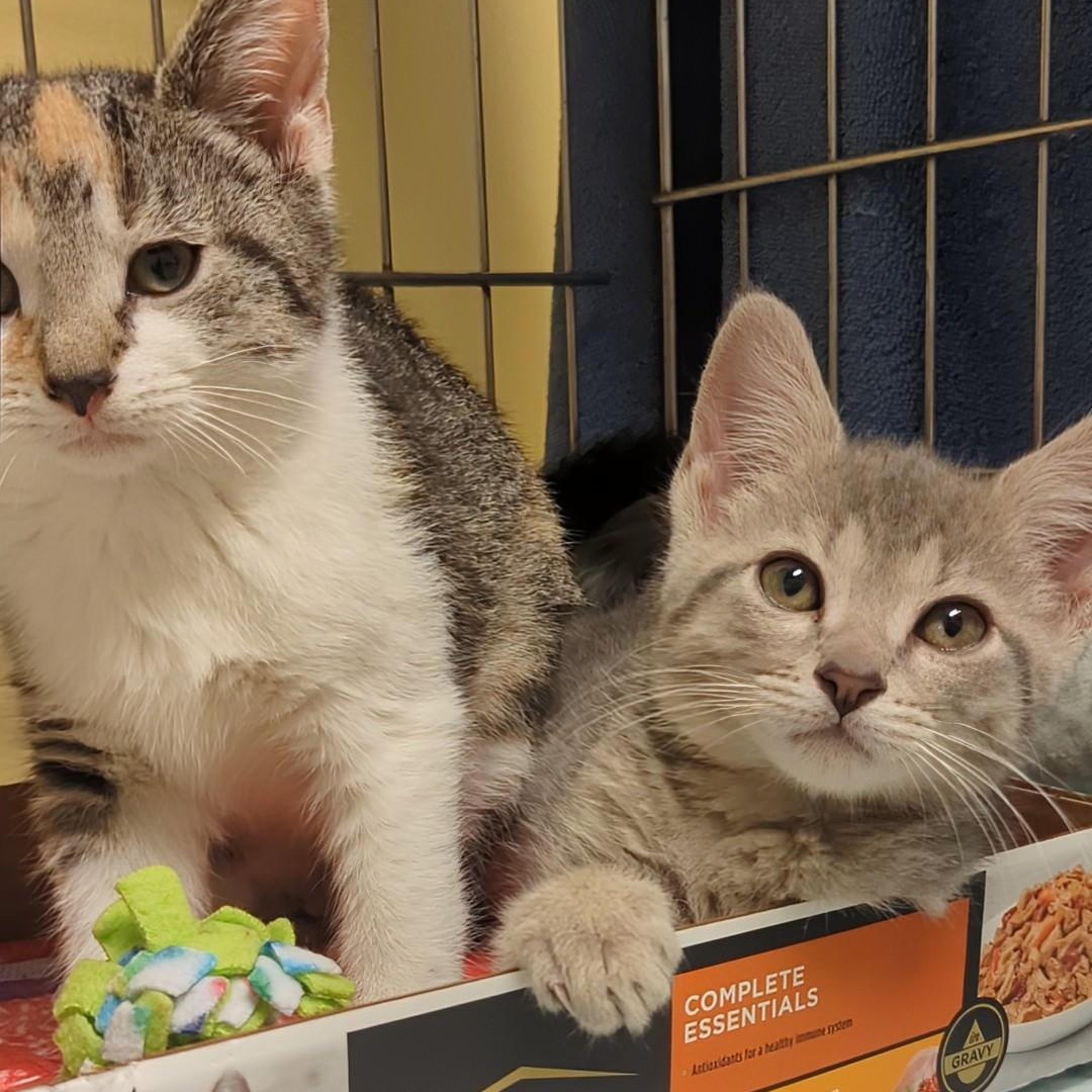 Roo  Bonded With thumbnail 6