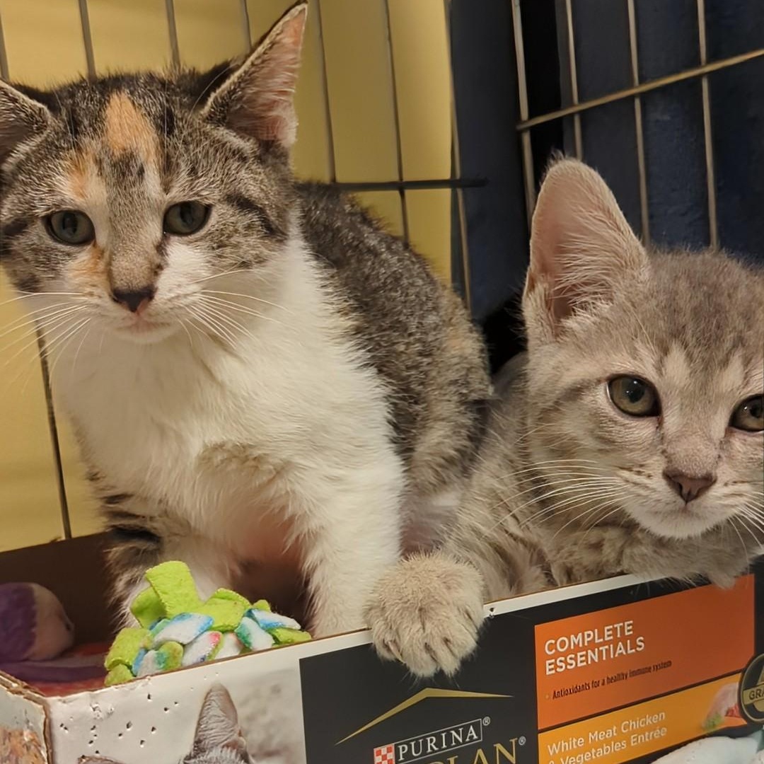 Roo  Bonded With thumbnail 7