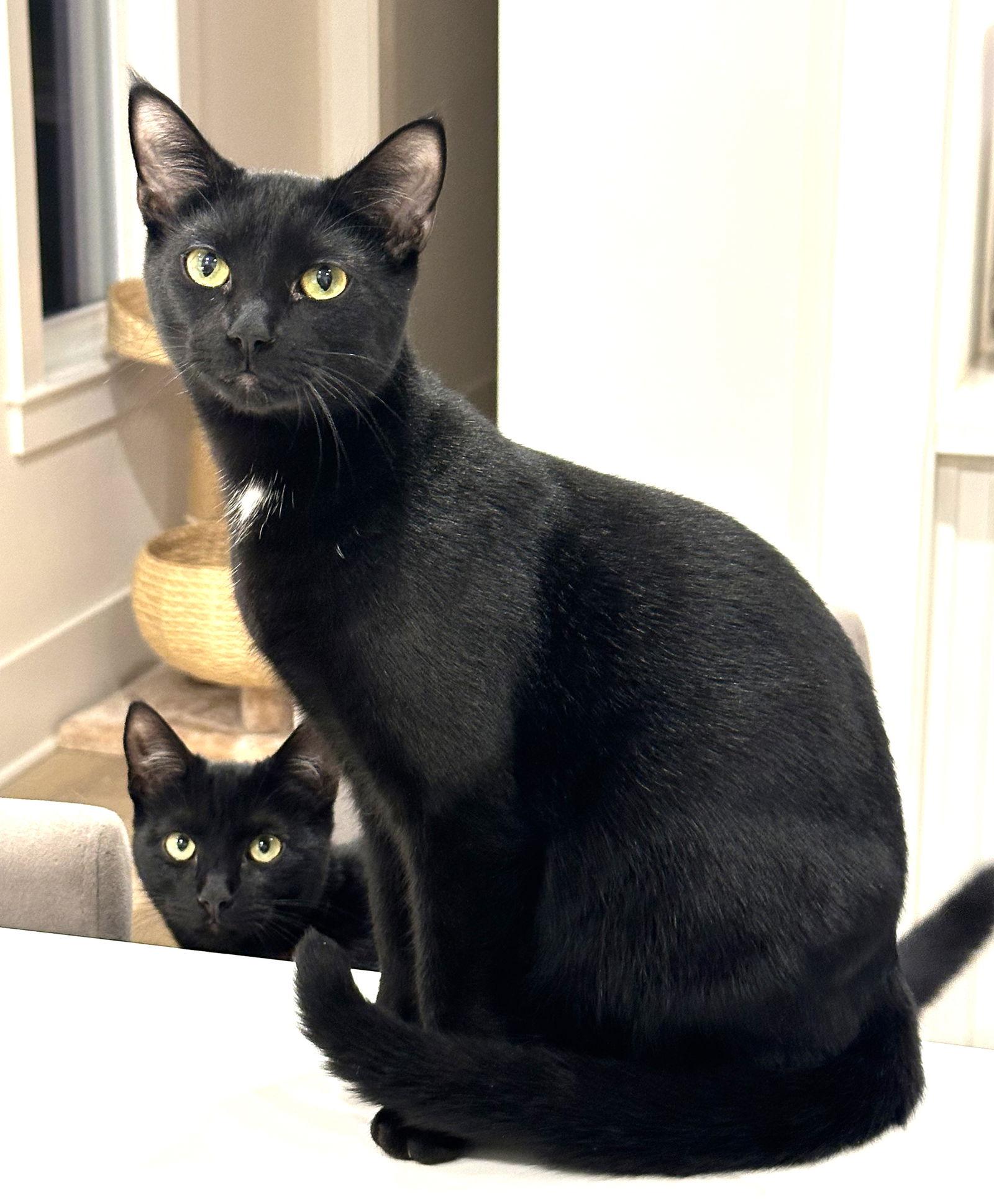 KITTEN DISTINGUISHED DERRICK, a Adoptable Domestic Short Hair in Franklin, TN image 1/3