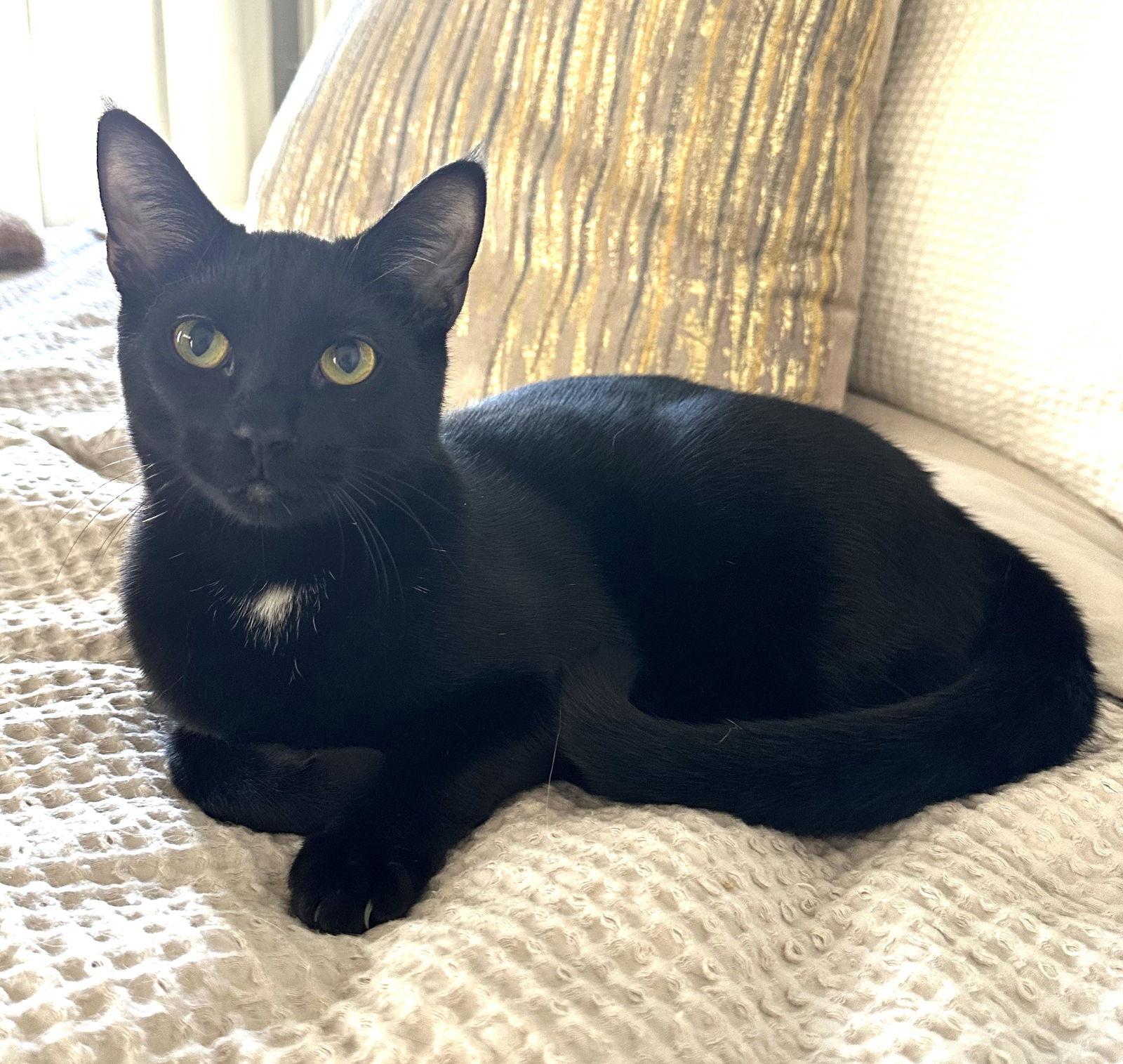 KITTEN DISTINGUISHED DERRICK, a Adoptable Domestic Short Hair in Franklin, TN image 2/3