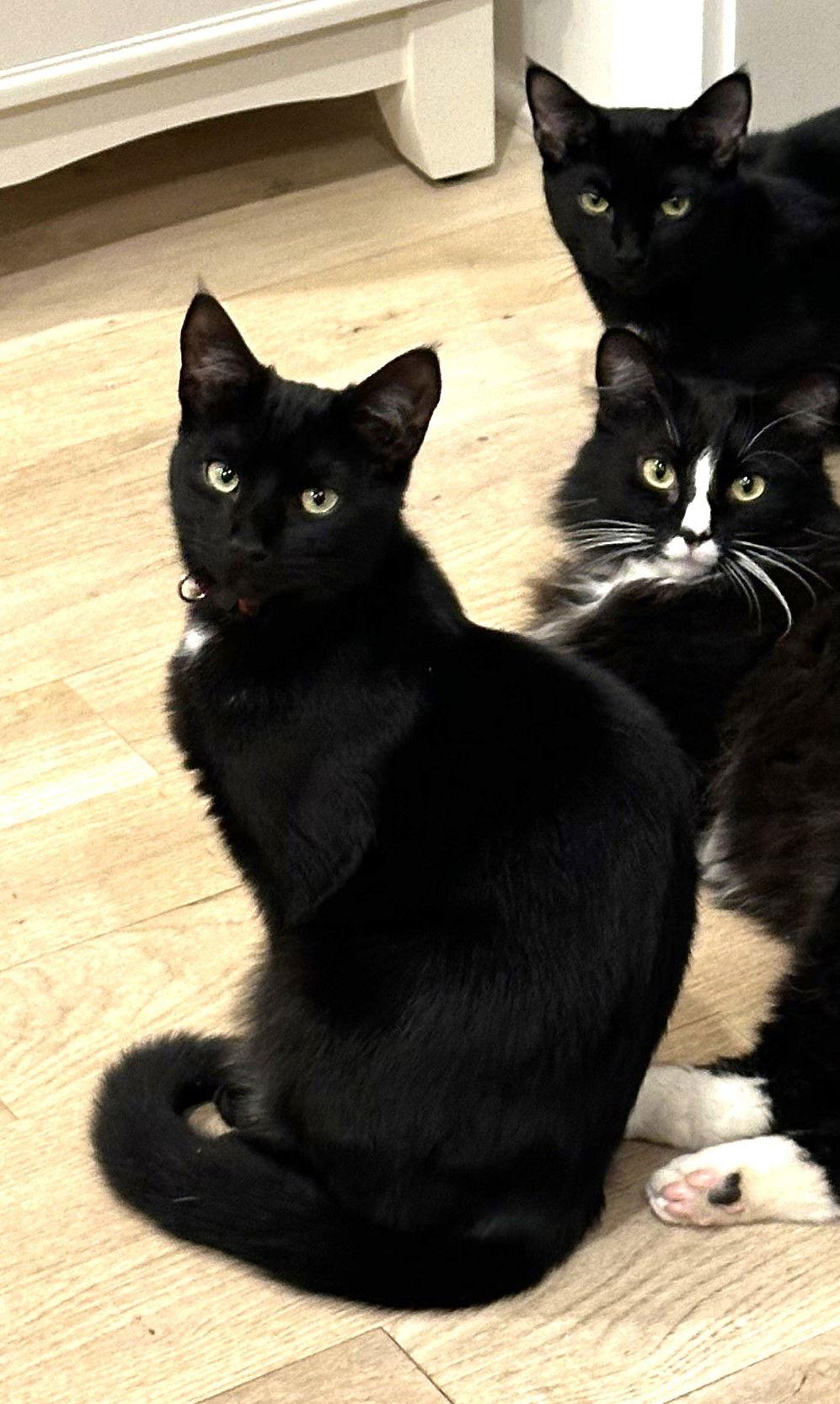 KITTEN DISTINGUISHED DERRICK, a Adoptable Domestic Short Hair in Franklin, TN image 3/3