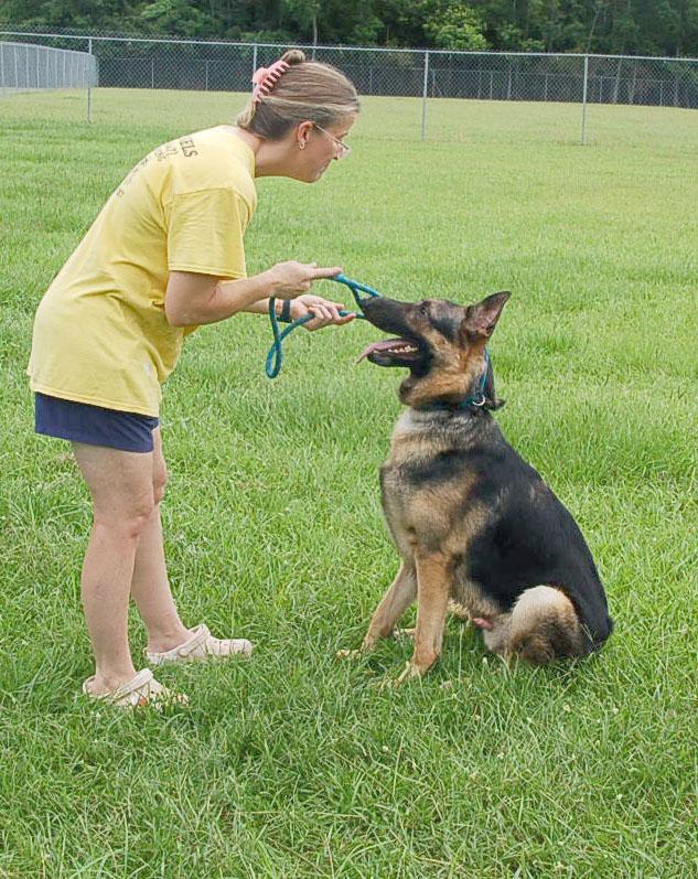 MAXX, a Adoptable German Shepherd Dog in Preston, CT image 2/6