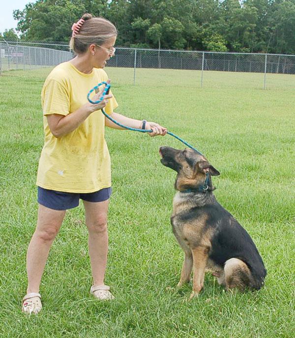 MAXX, a Adoptable German Shepherd Dog in Preston, CT image 4/6