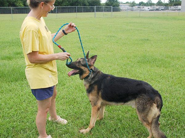 MAXX, a Adoptable German Shepherd Dog in Preston, CT image 3/6