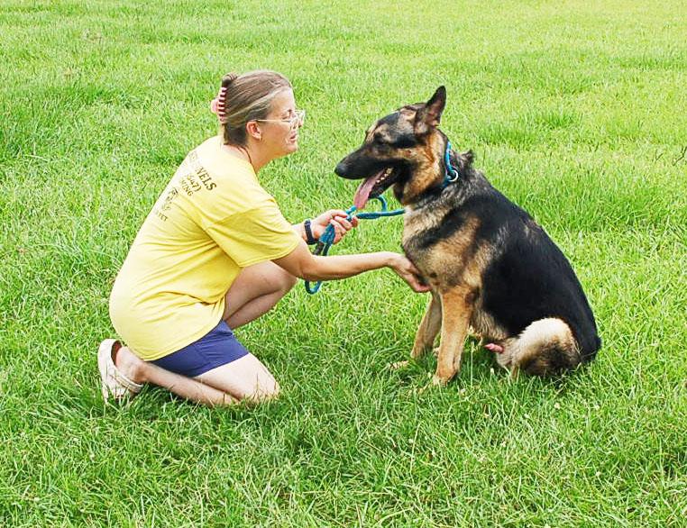 MAXX, a Adoptable German Shepherd Dog in Preston, CT image 6/6