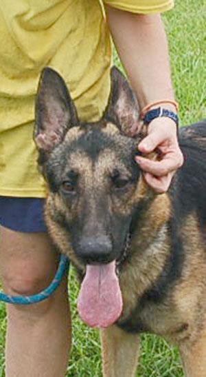 MAXX, a Adoptable German Shepherd Dog in Preston, CT image 1/6