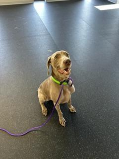 Parker, Adopted, Adult Male Weimaraner.
