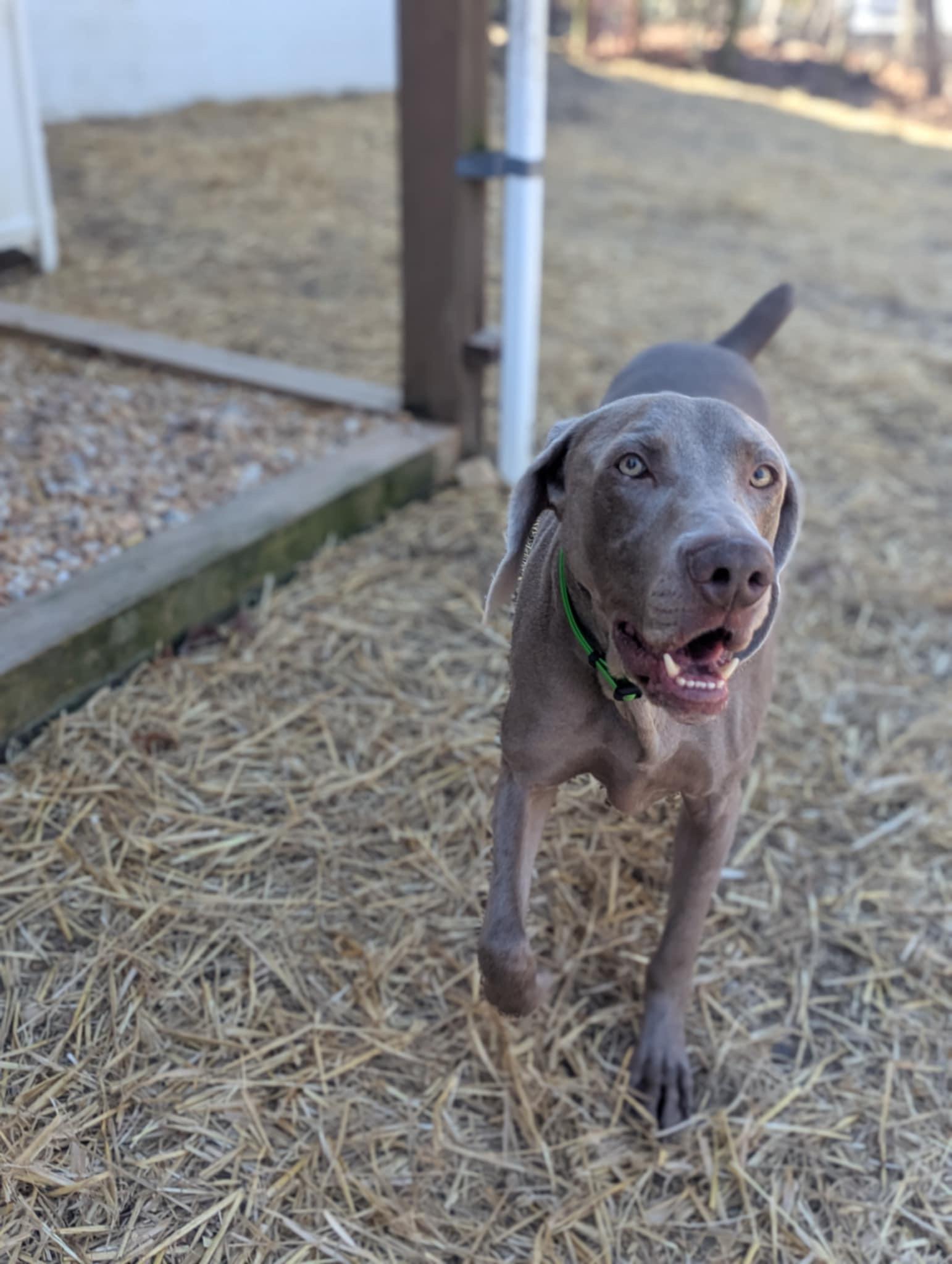 Enlarge Parker, a Adopted Weimaraner in Front Royal, VA image 2/5