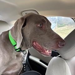 Enlarge Parker, a Adopted Weimaraner in Front Royal, VA image 3/5