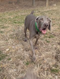 Enlarge Parker, a Adopted Weimaraner in Front Royal, VA image 4/5