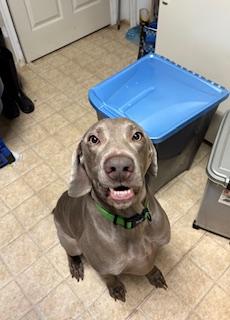 Enlarge Parker, a Adopted Weimaraner in Front Royal, VA image 5/5