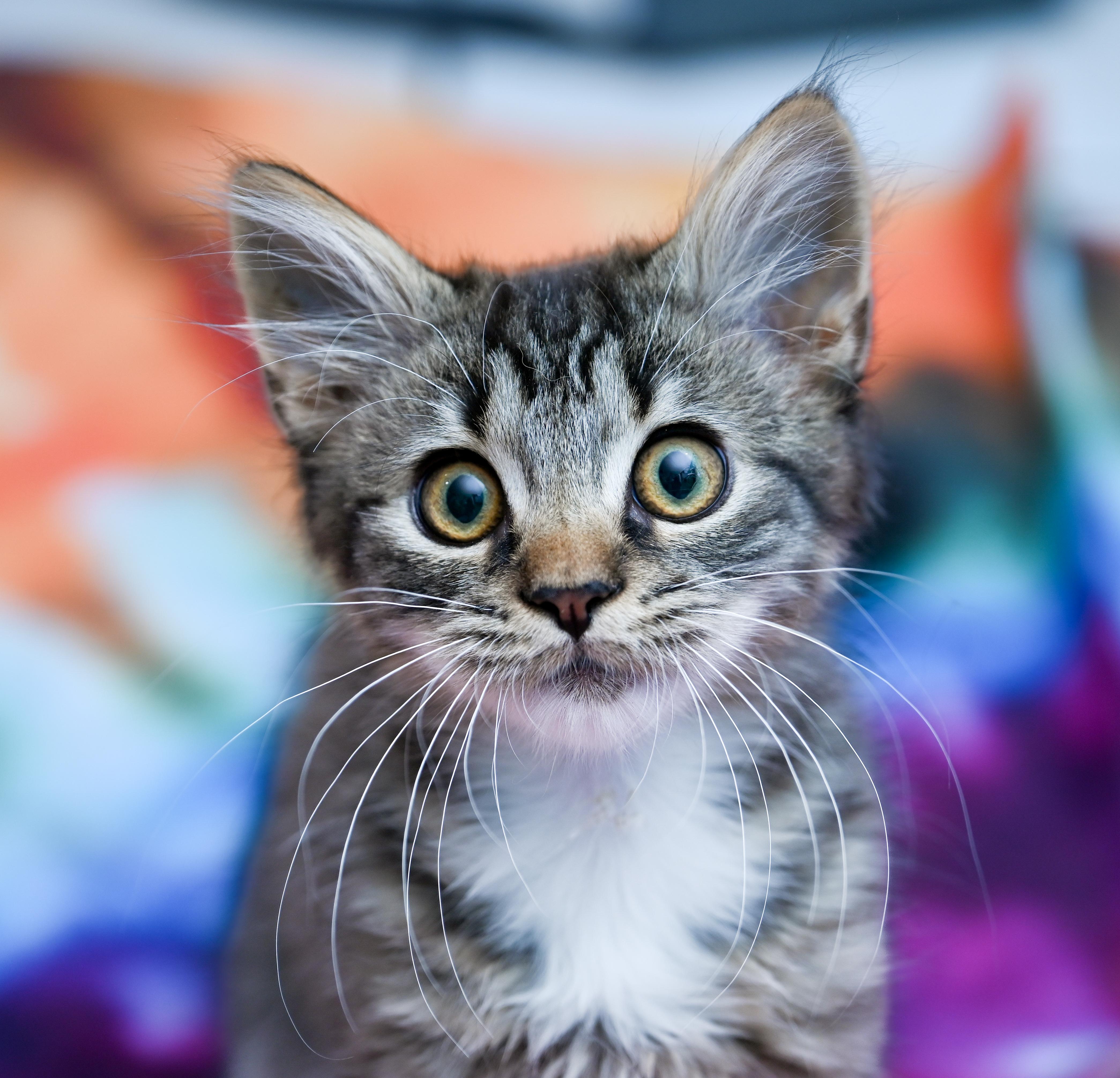 Enlarge Sir Crumpet, a Adoptable mixed breed in Chattanooga, TN image 1/4