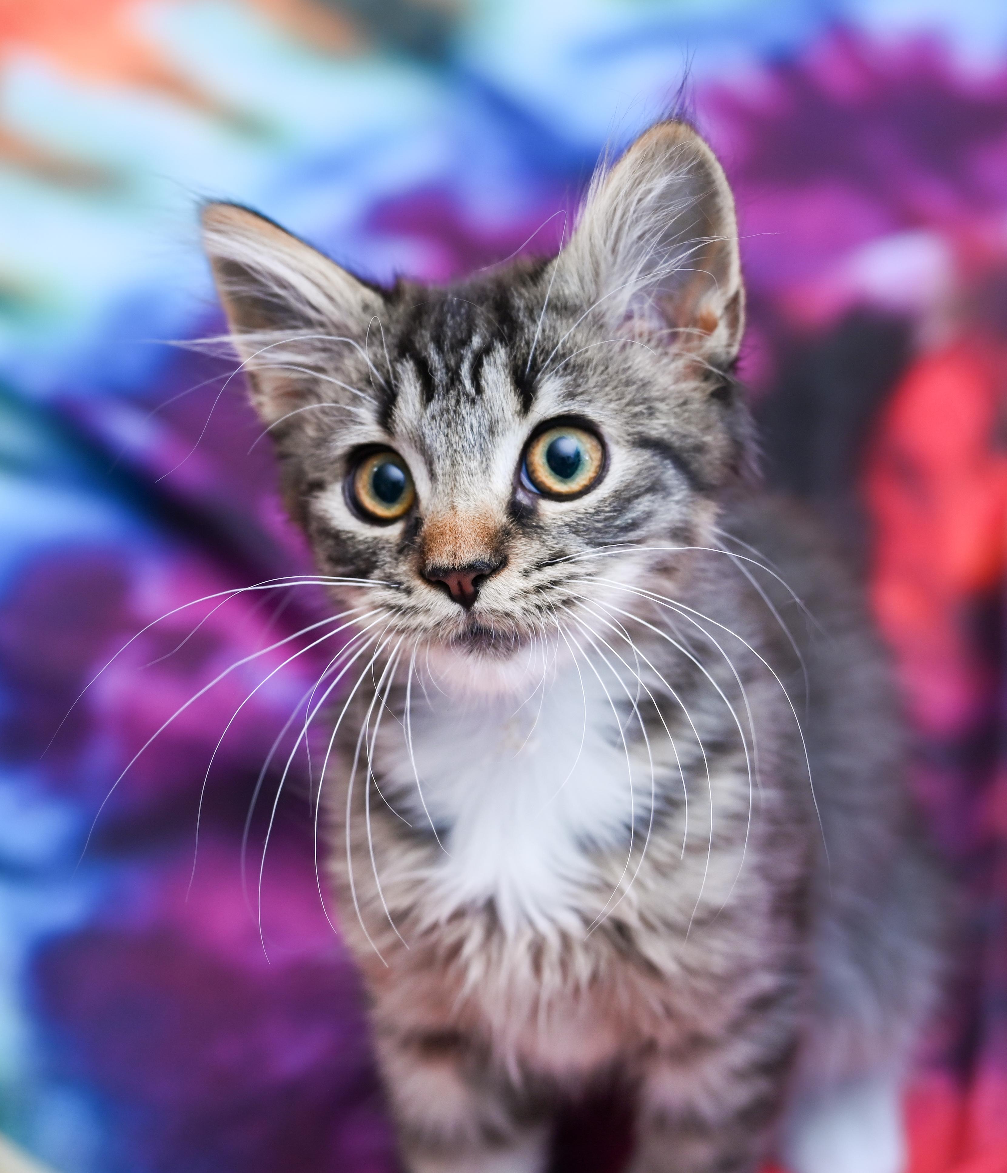 Enlarge Sir Crumpet, a Adoptable mixed breed in Chattanooga, TN image 3/4