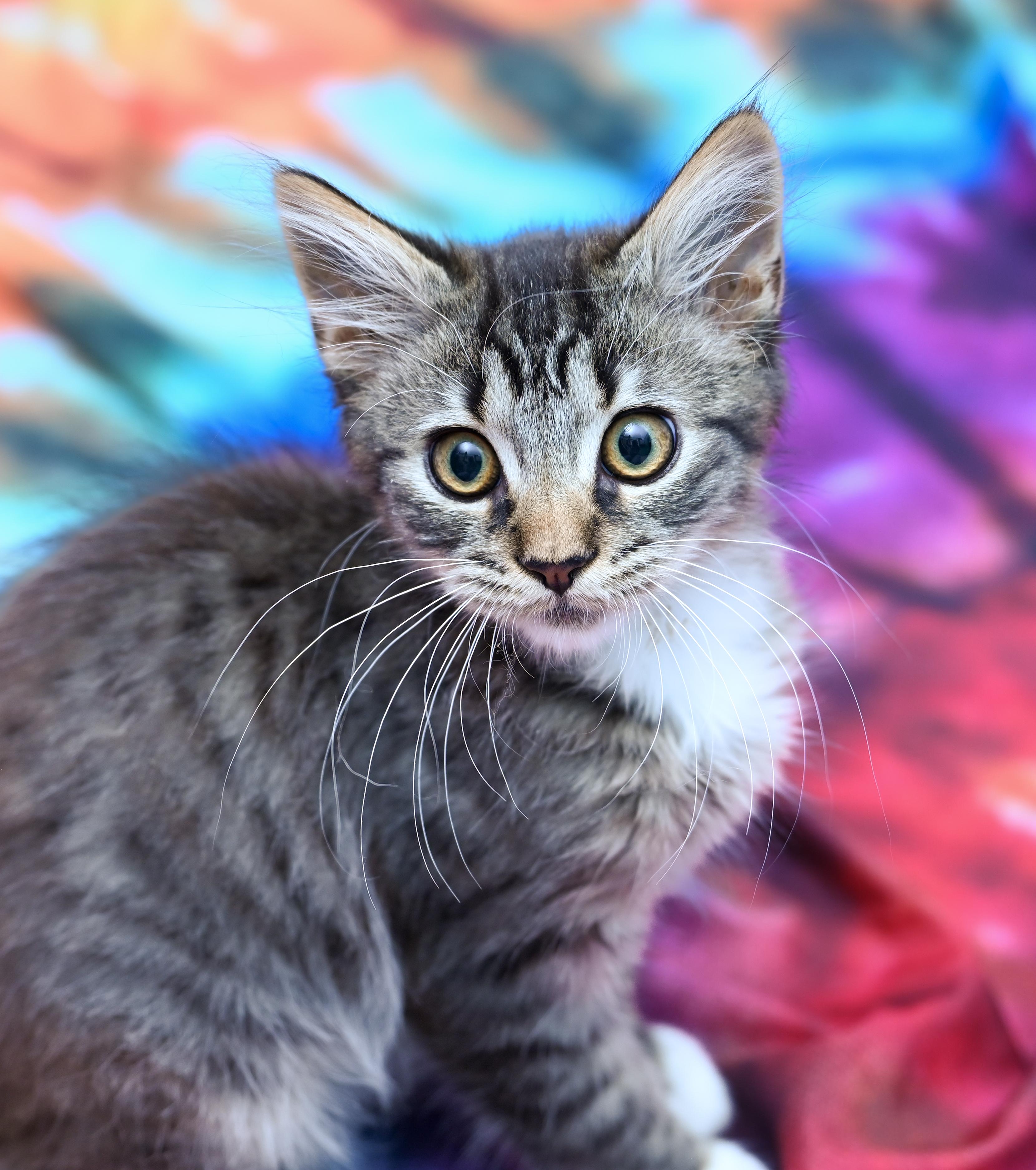 Enlarge Sir Crumpet, a Adoptable mixed breed in Chattanooga, TN image 4/4