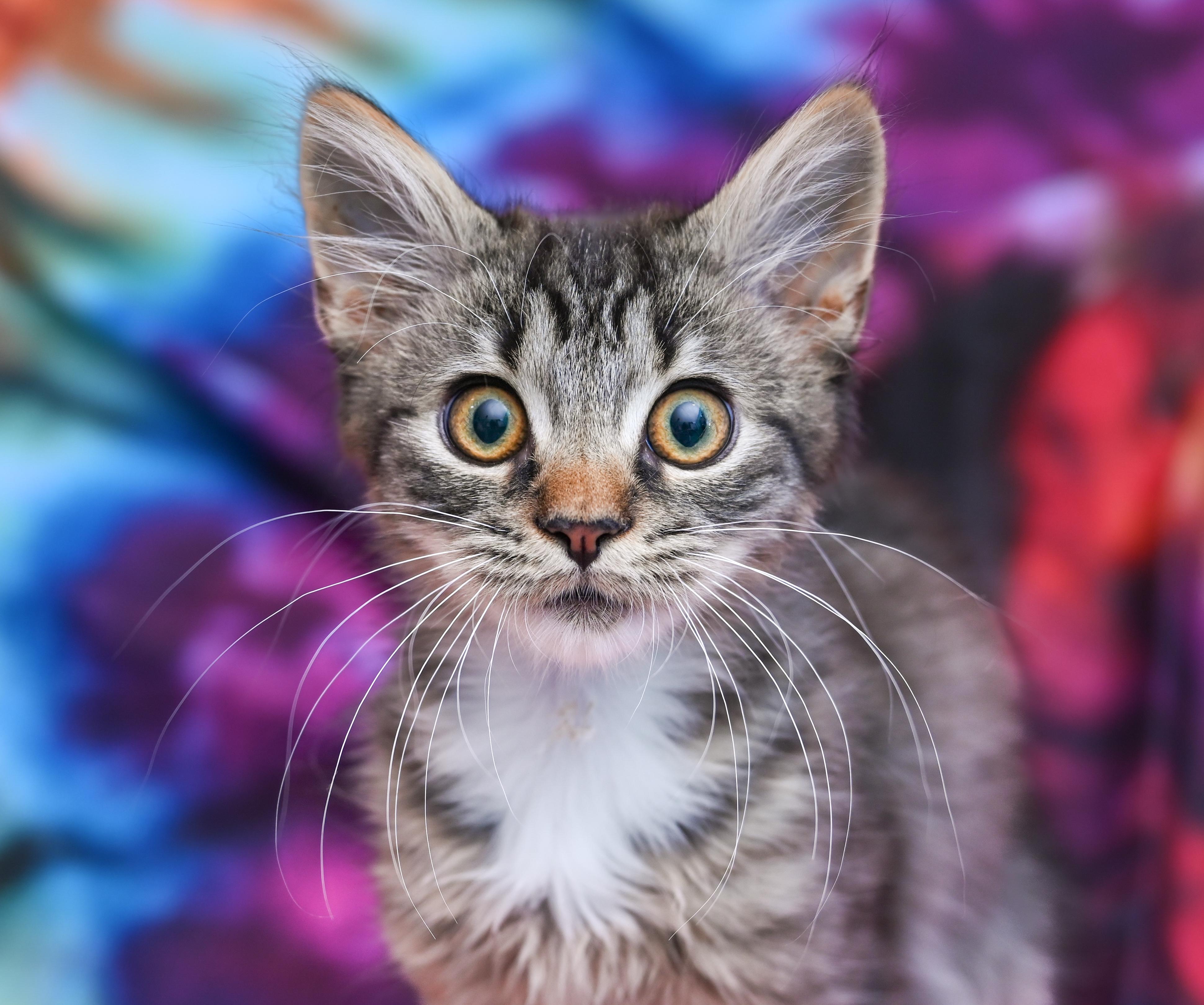 Enlarge Sir Crumpet, a Adoptable mixed breed in Chattanooga, TN image 2/4