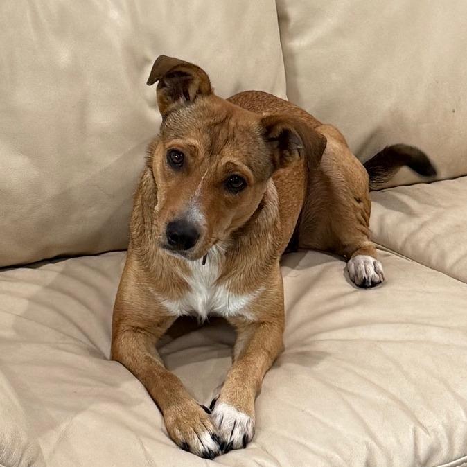 Trina, Adoptable, Adult Female Mixed Breed.