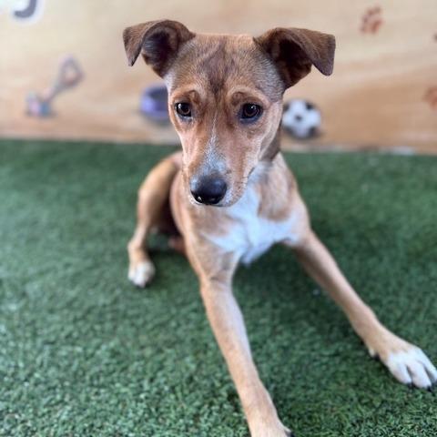 Enlarge Trina, a Adoptable Mixed Breed in Bradenton, FL image 1/1