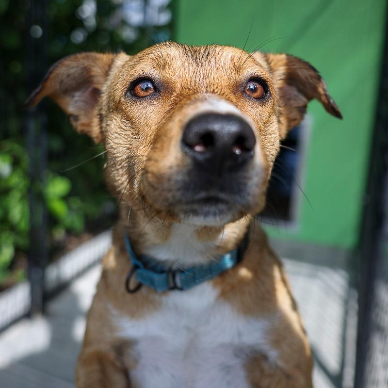 Trina, Adoptable, Adult Female Mixed Breed.