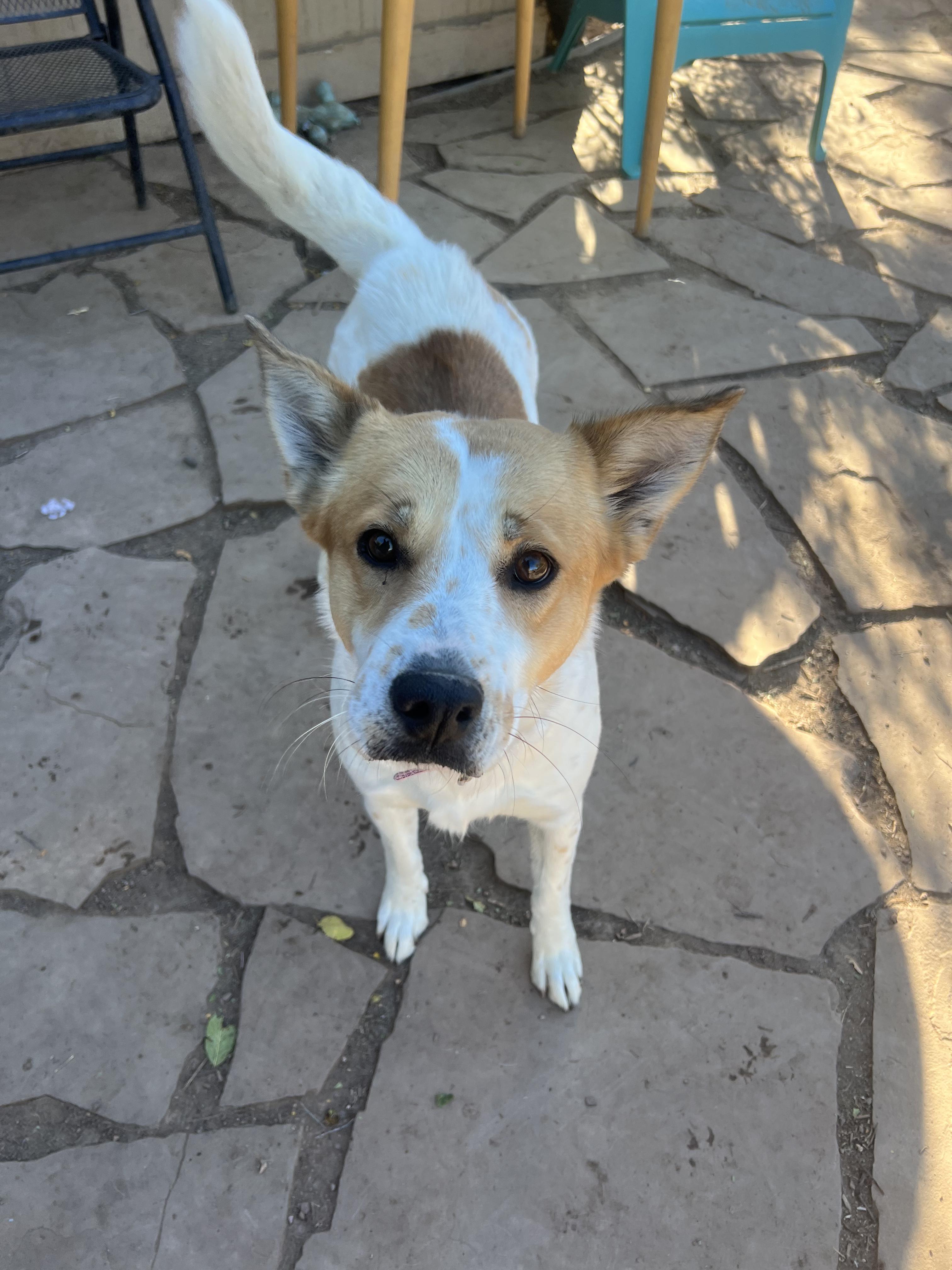 Enlarge Butters, a Adoptable mixed breed in Fort Collins, CO image 3/4