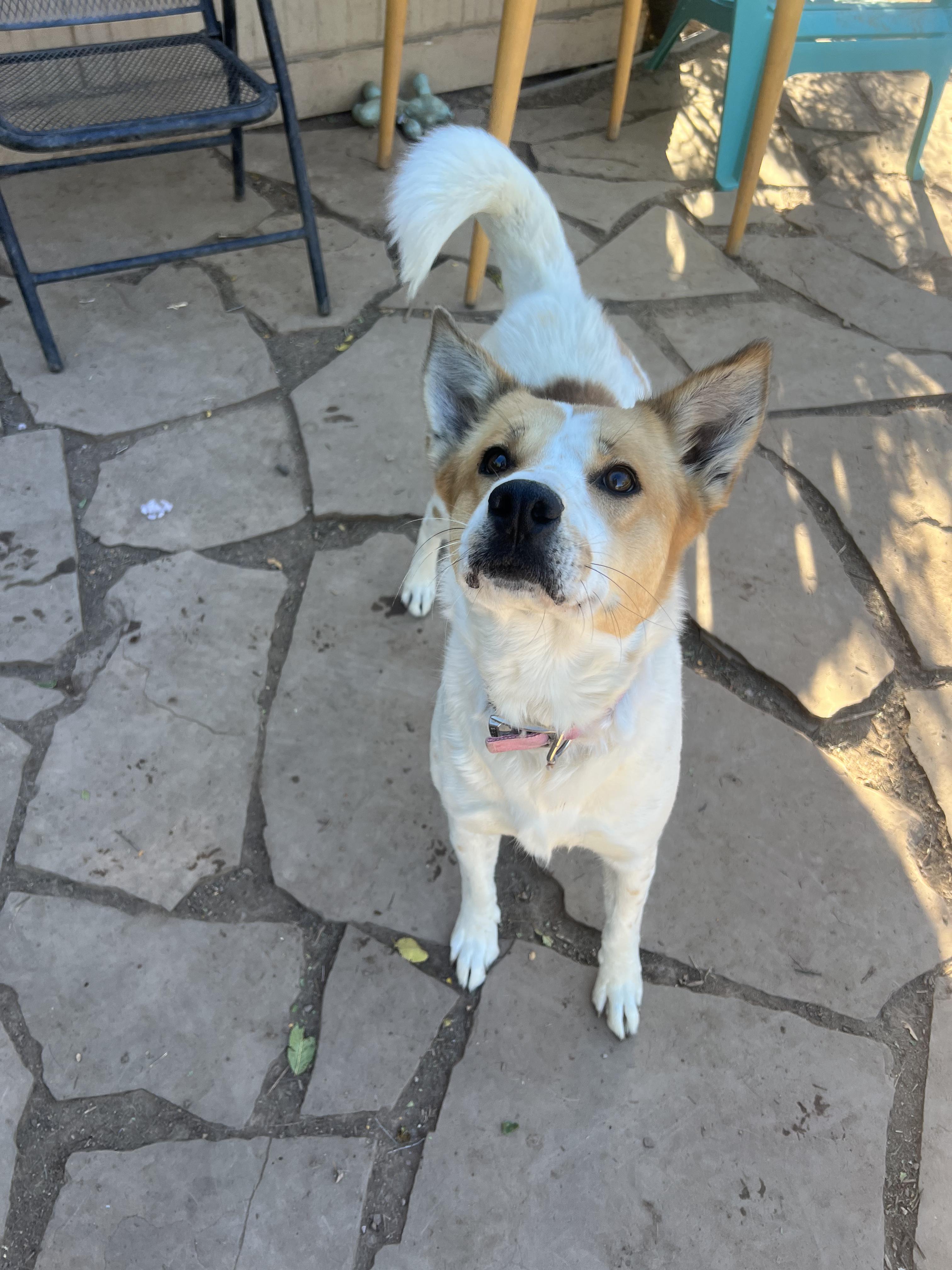 Enlarge Butters, a Adoptable mixed breed in Fort Collins, CO image 4/4