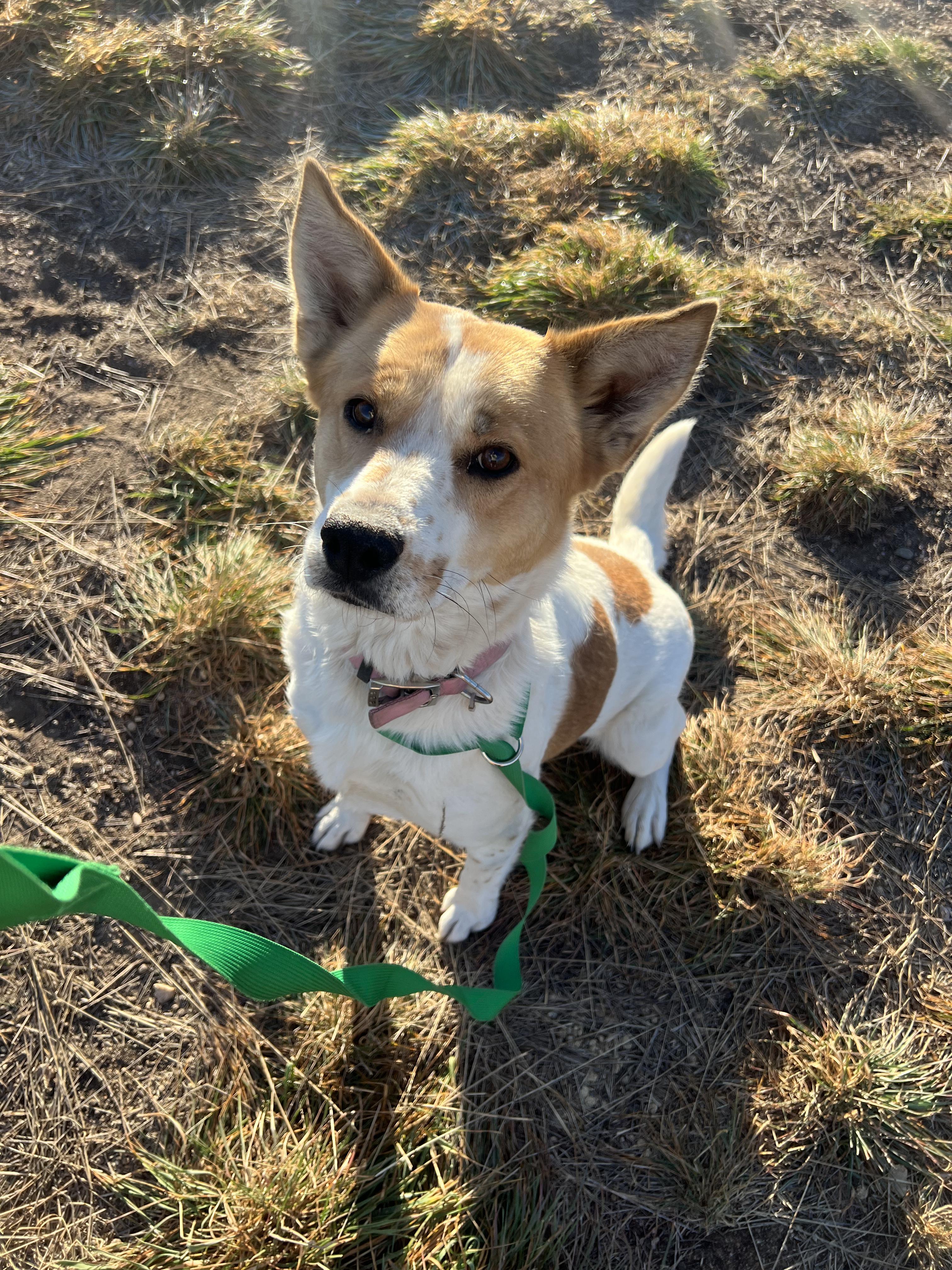 Enlarge Butters, a Adoptable mixed breed in Fort Collins, CO image 2/4