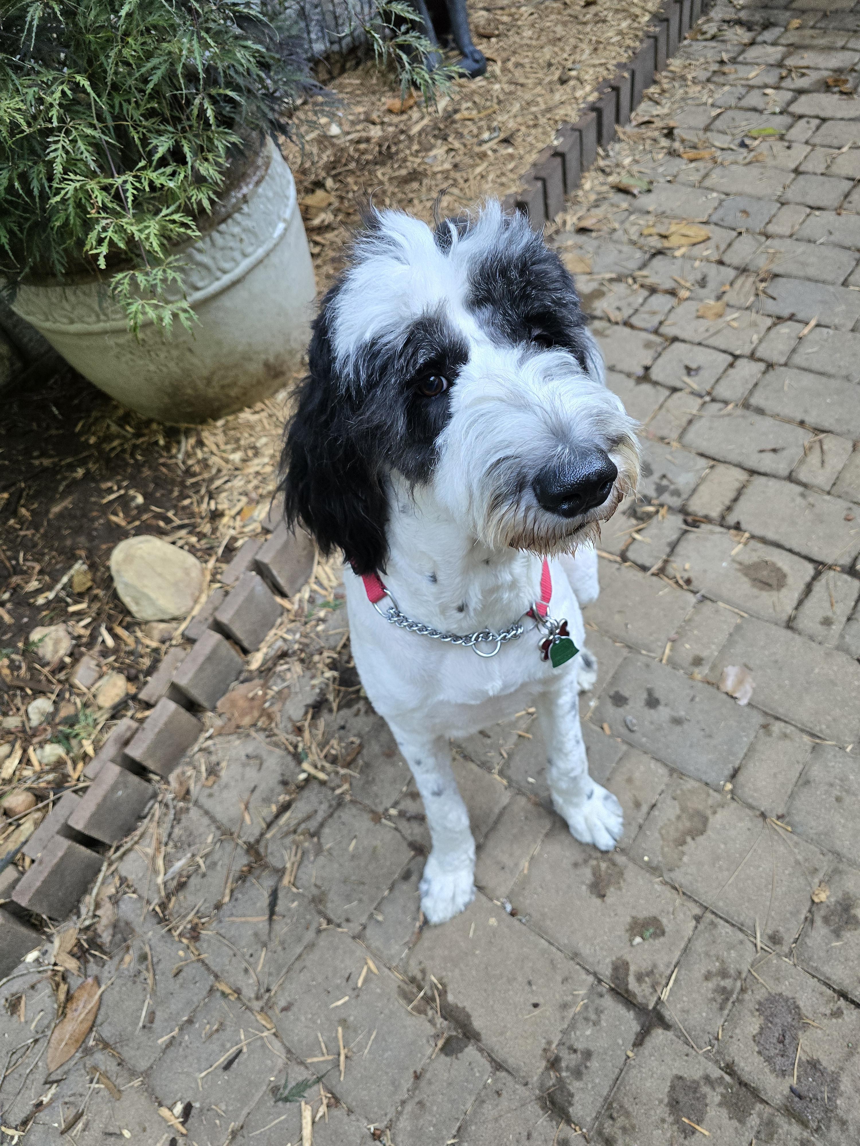 Spuds, a Adopted Bernadoodle in Marietta, GA image 2/3