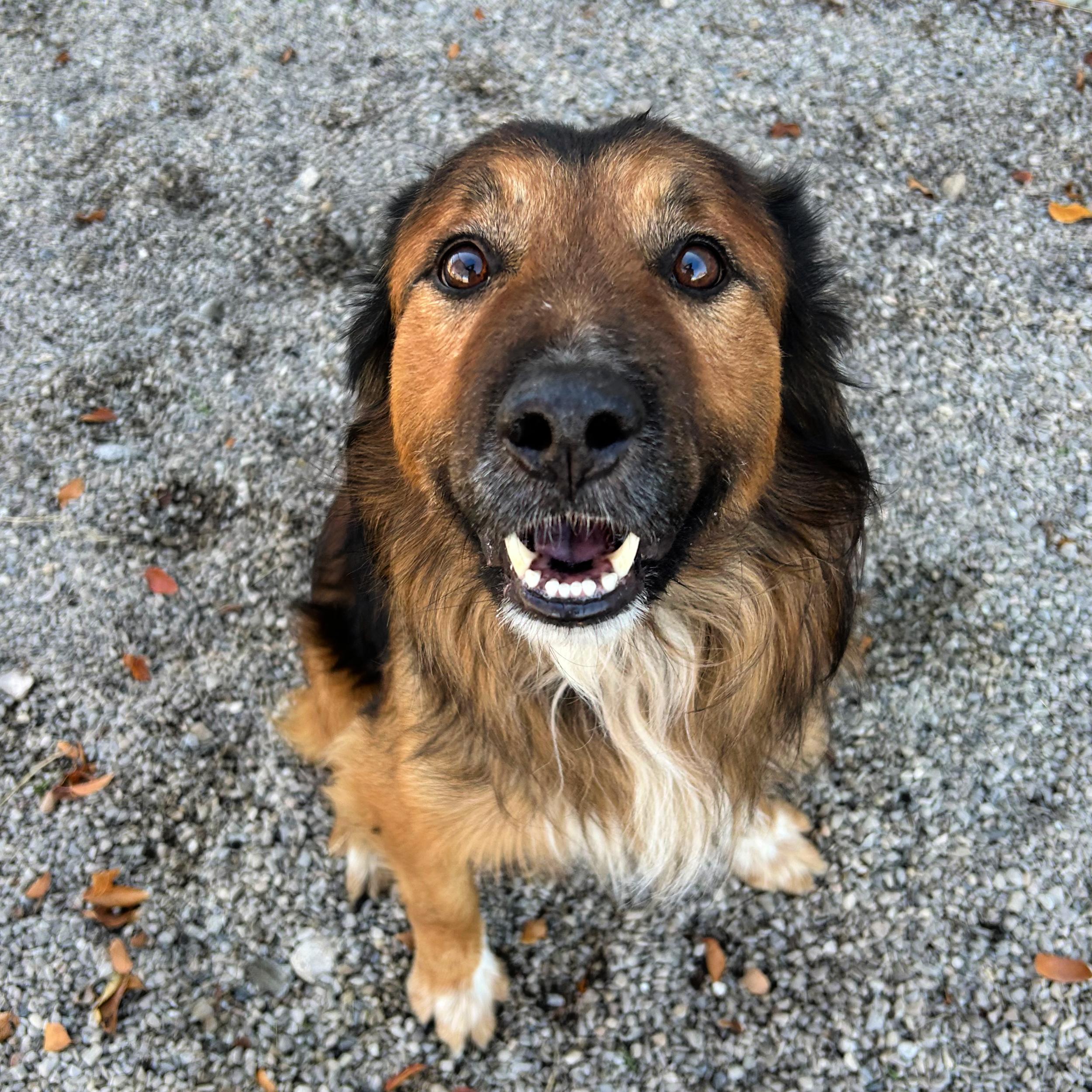 Bear, an adoptable Shepherd in Lindon, UT, 84042 | Photo Image 2