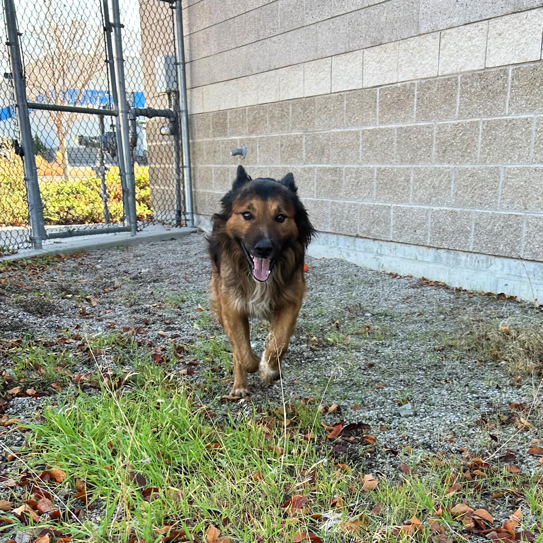Bear, an adoptable Shepherd in Lindon, UT, 84042 | Photo Image 3