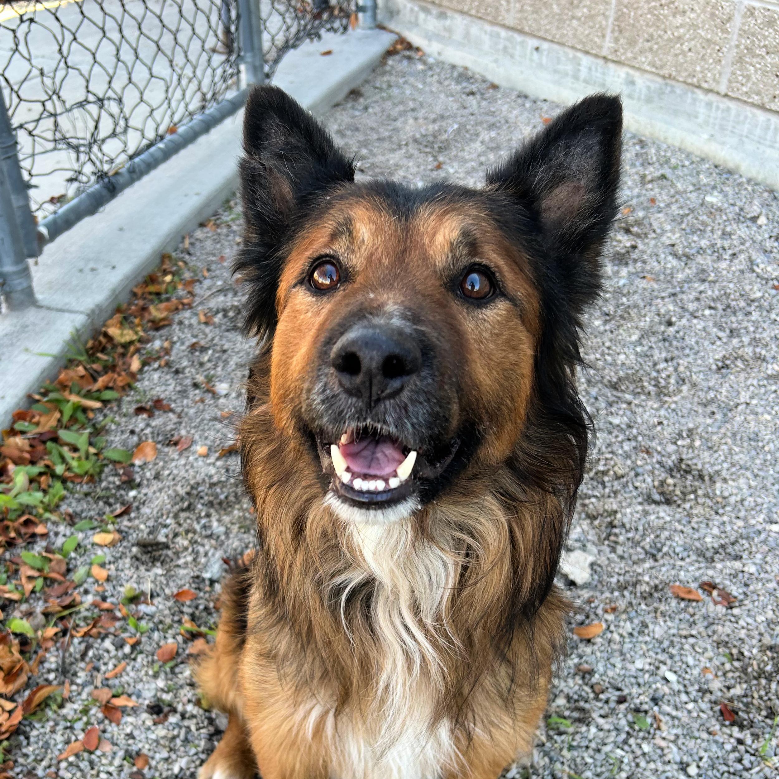 Bear, an adoptable Shepherd in Lindon, UT, 84042 | Photo Image 1