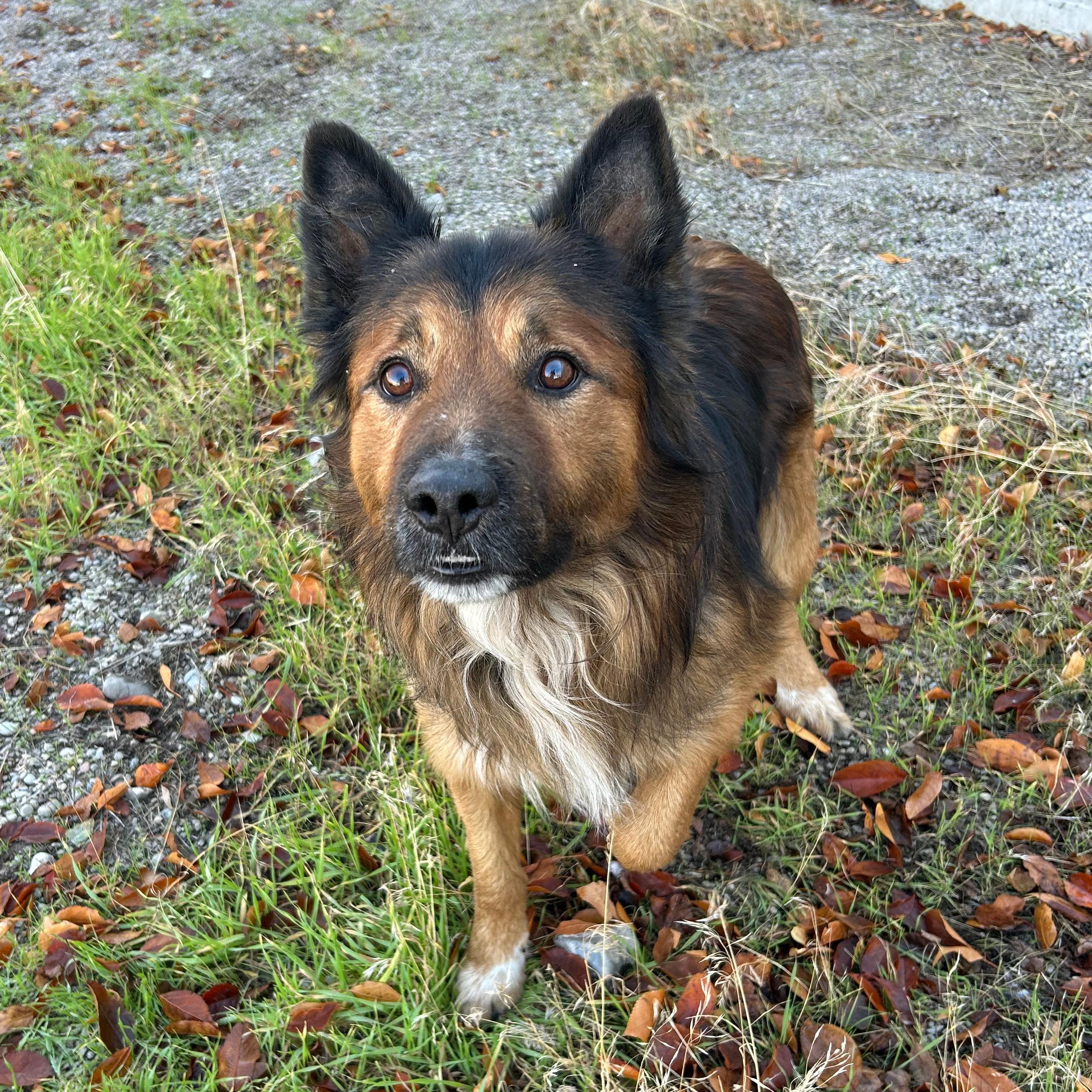 Bear, an adoptable Shepherd in Lindon, UT, 84042 | Photo Image 4