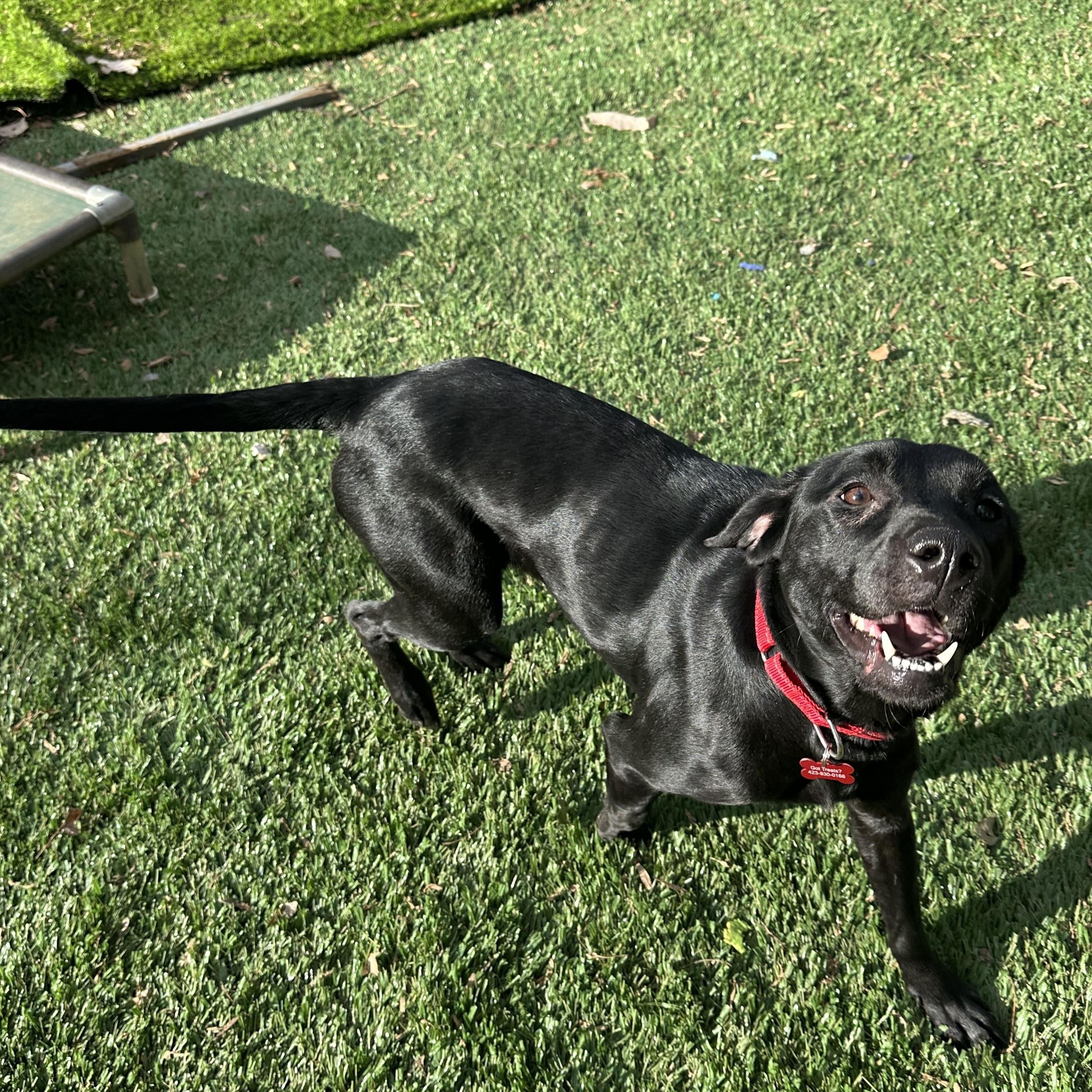 Enlarge Mavis, a ADOPTABLE Black Labrador Retriever in Sherman, CT image 6/6
