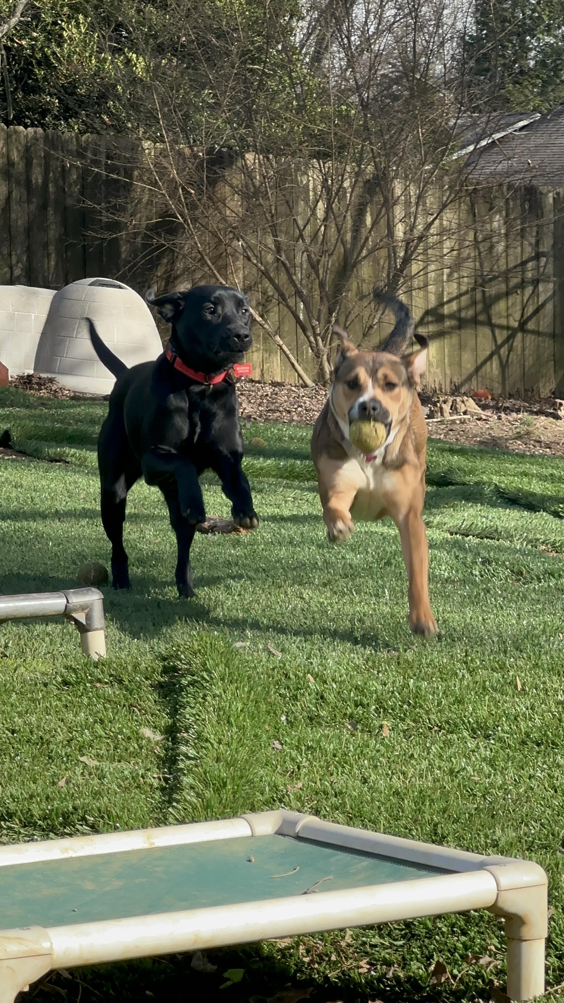 Enlarge Mavis, a ADOPTABLE Black Labrador Retriever in Sherman, CT image 4/6