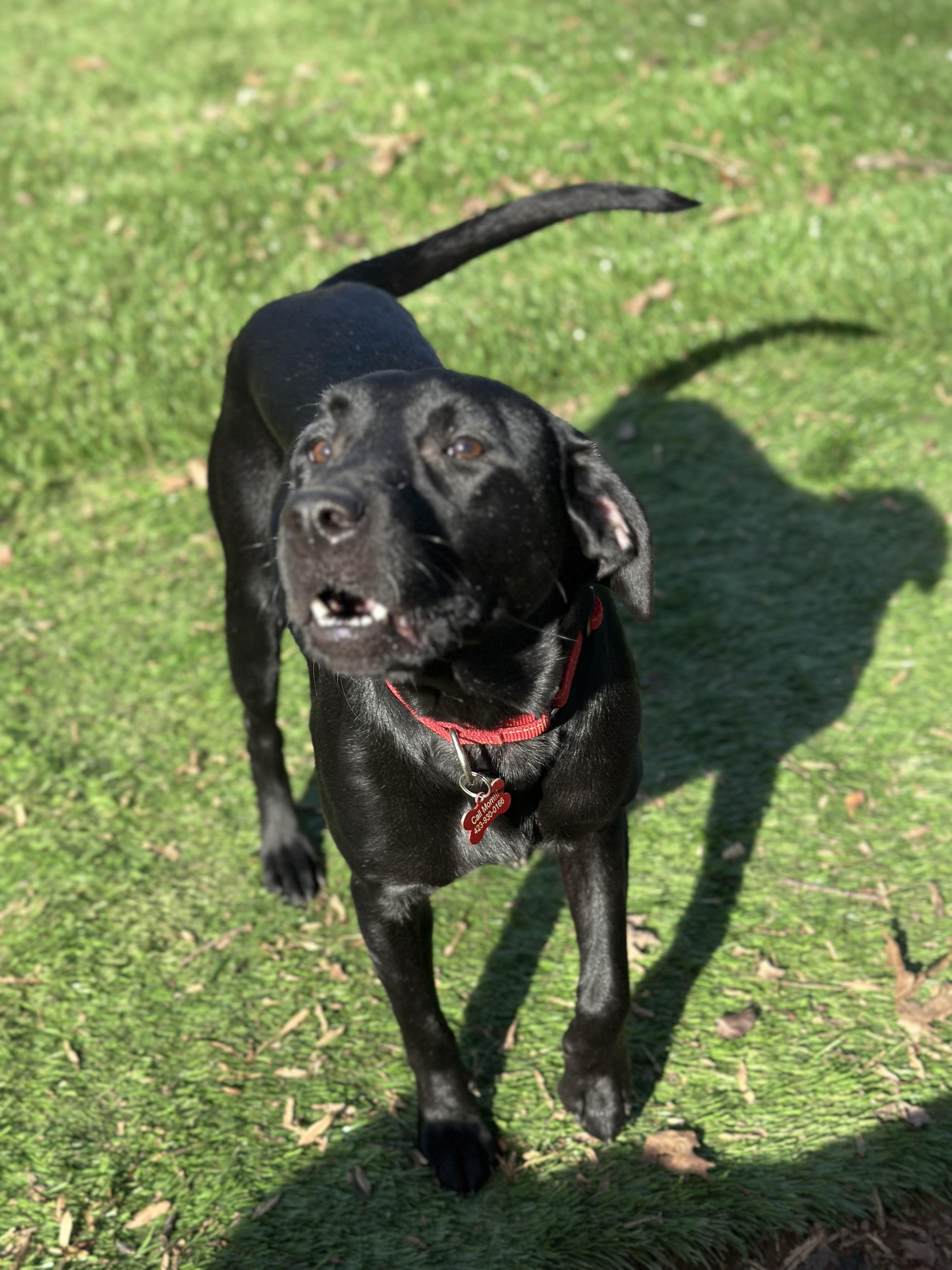 Enlarge Mavis, a ADOPTABLE Black Labrador Retriever in Sherman, CT image 3/6