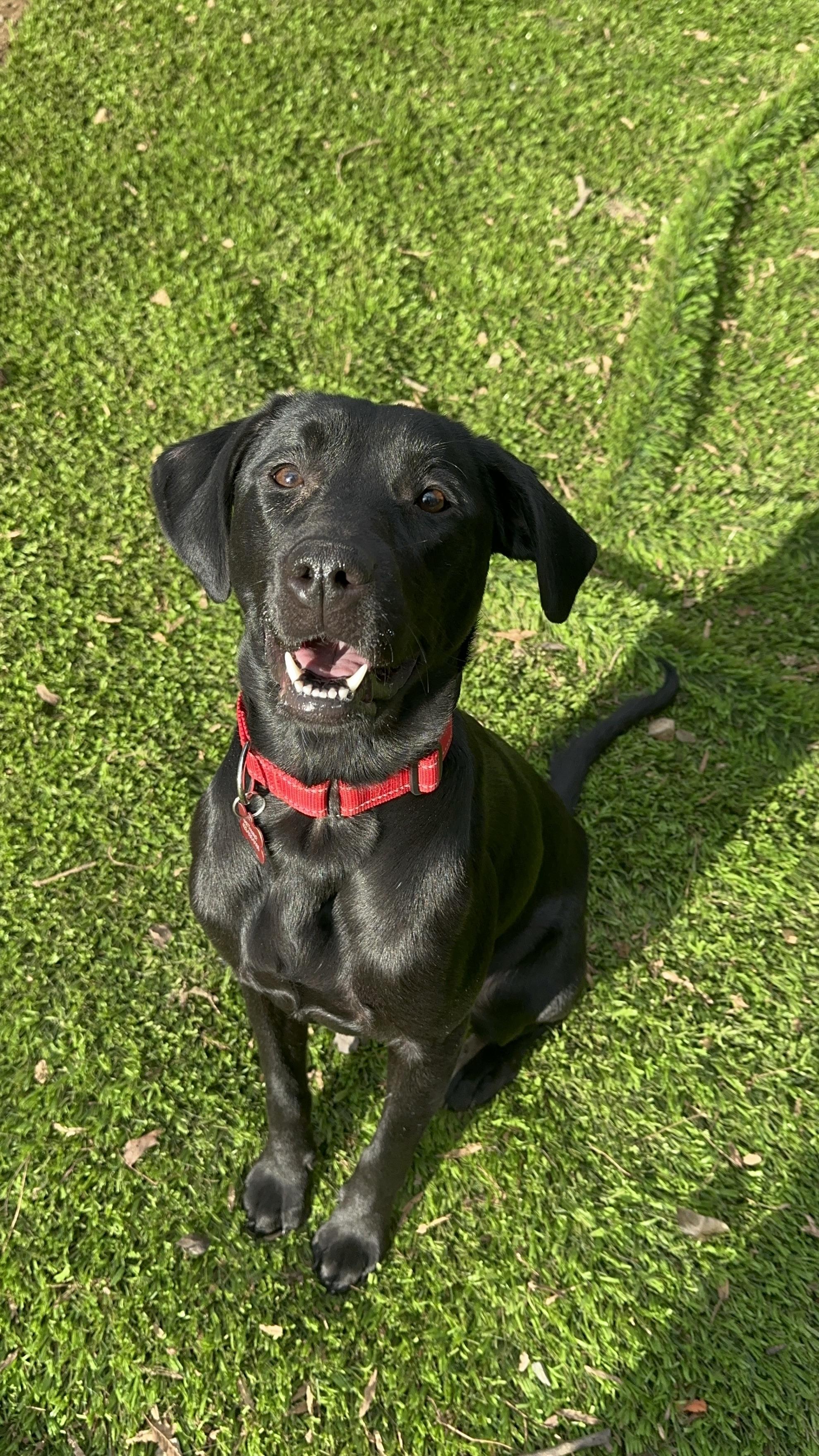Enlarge Mavis, a ADOPTABLE Black Labrador Retriever in Sherman, CT image 1/6